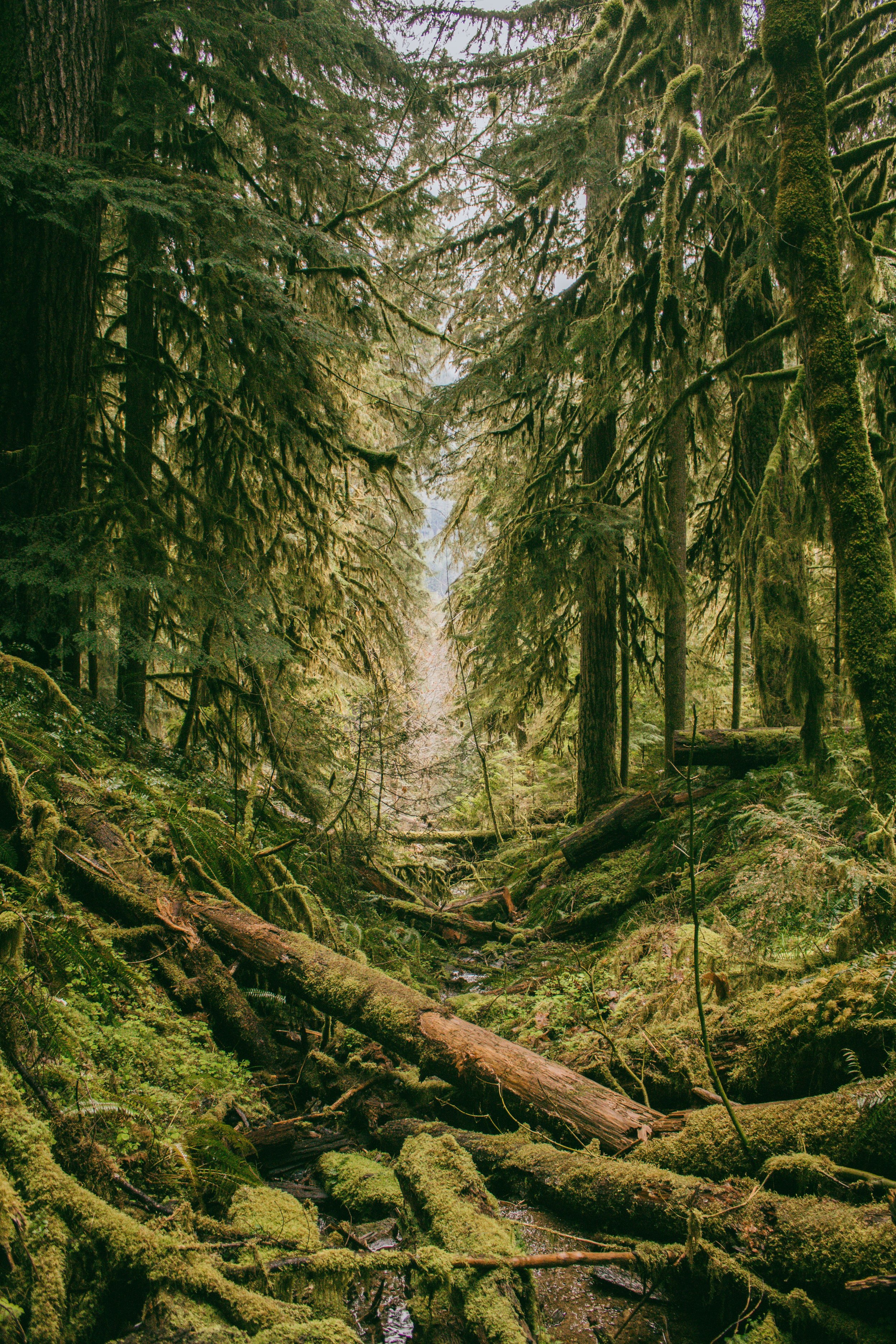 What is Polyvagal Theory?