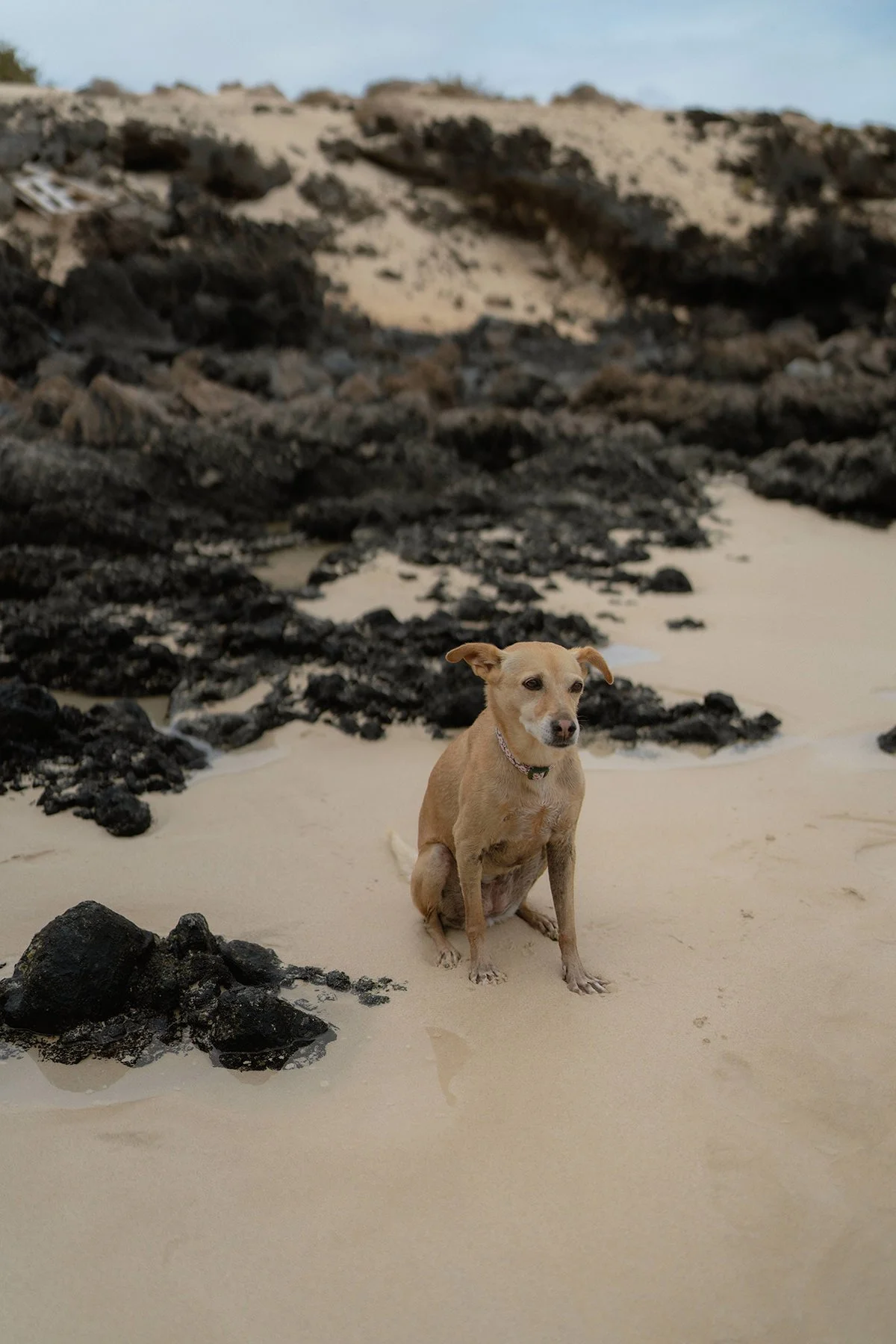 Timeless Fashion Engagement Fuerteventura Beach Ranch Mountains Volcanic Cinematic-19.jpg