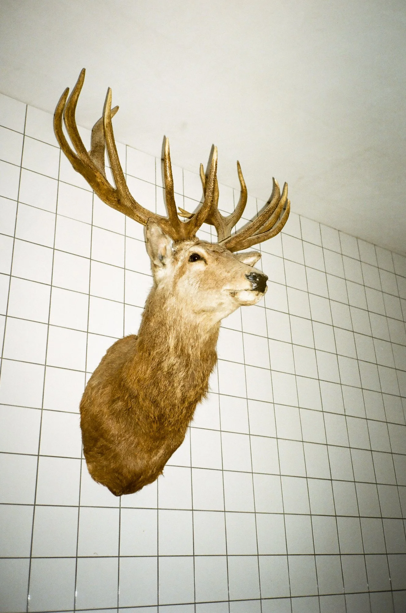 Mounted deer head with large antlers on a tiled wall.