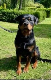 dyretelepati med hunden Jeppe på en walk&talk