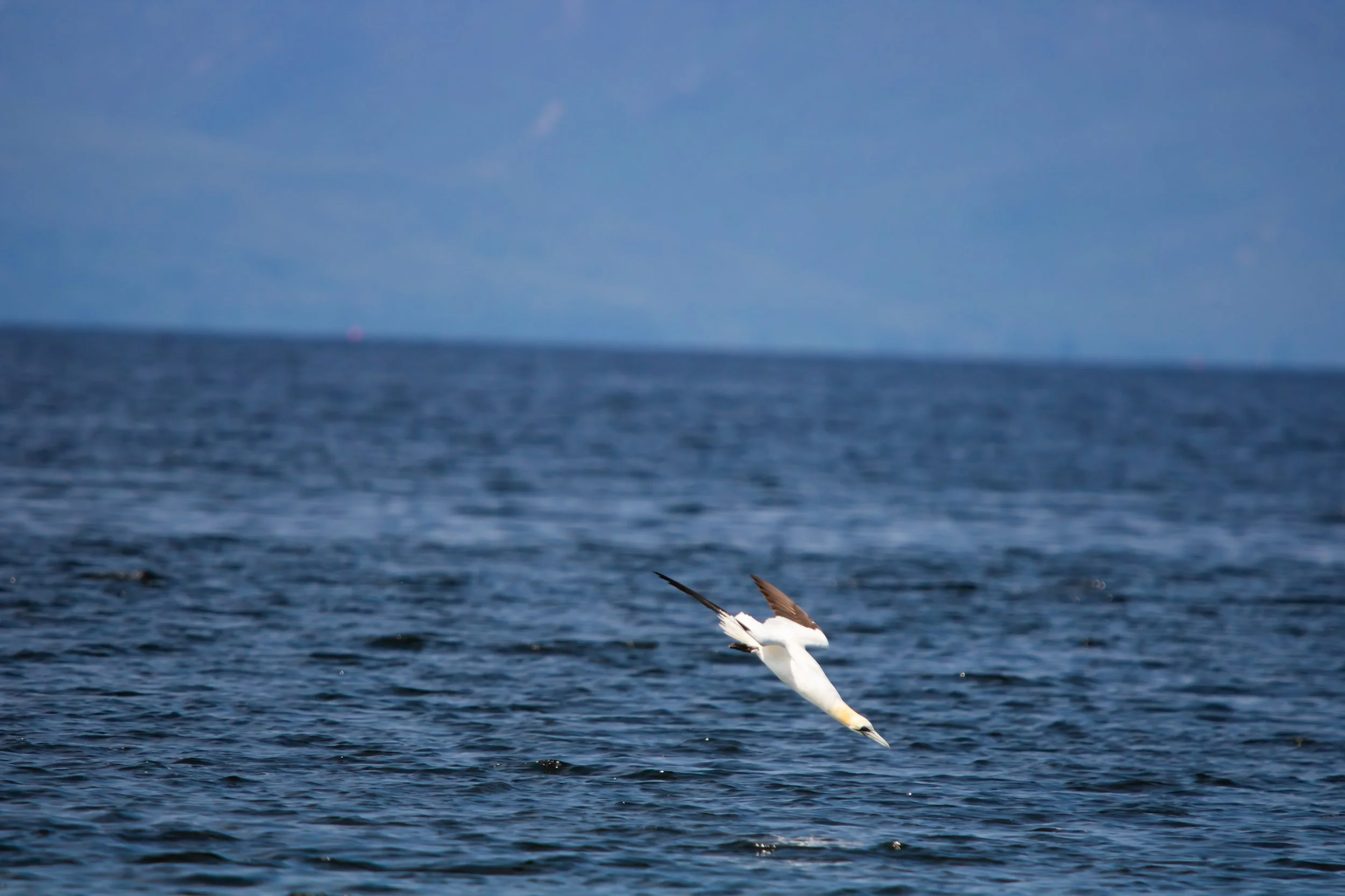 Gannet 