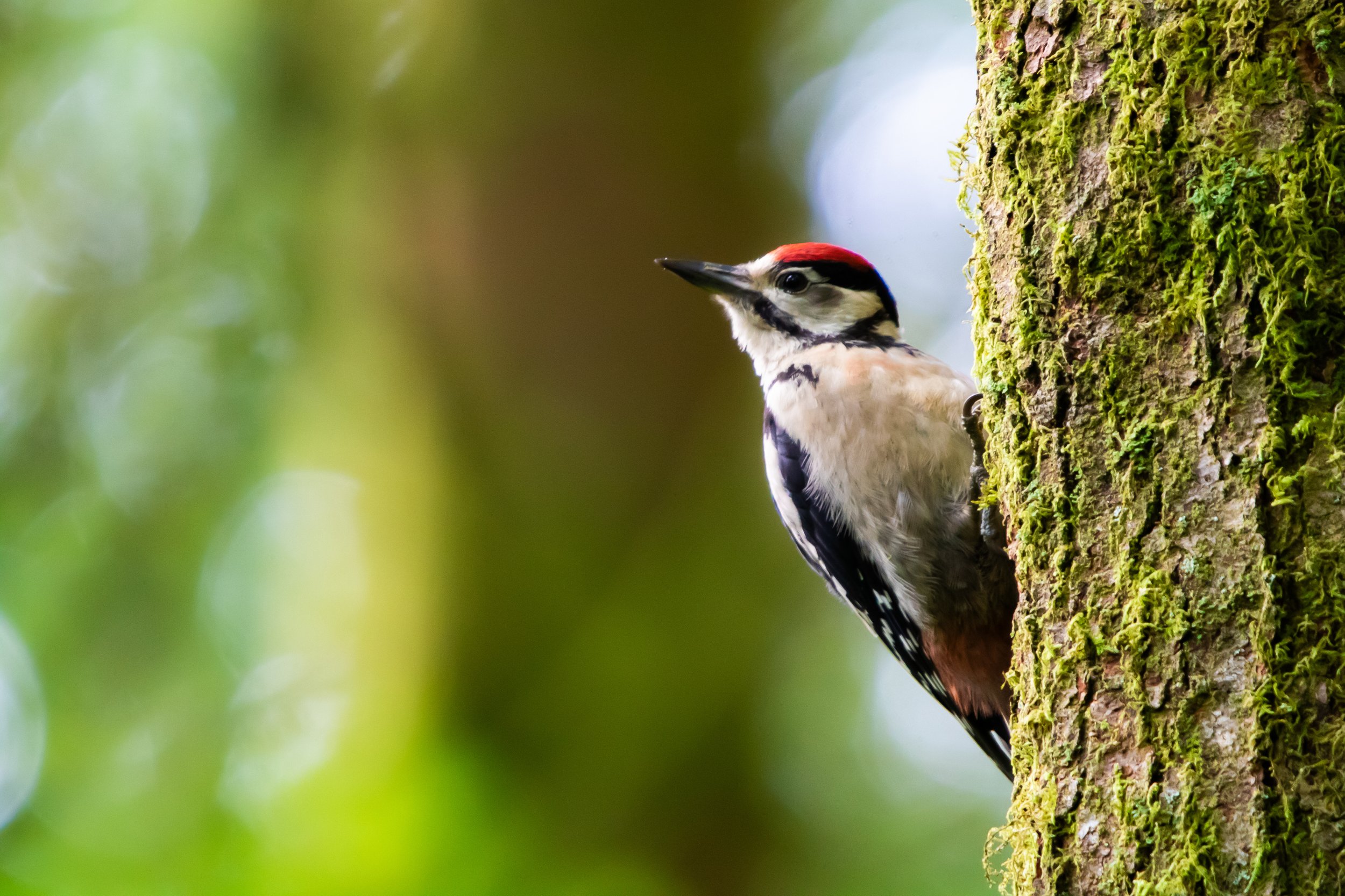 Great Spotted Woodpecker 