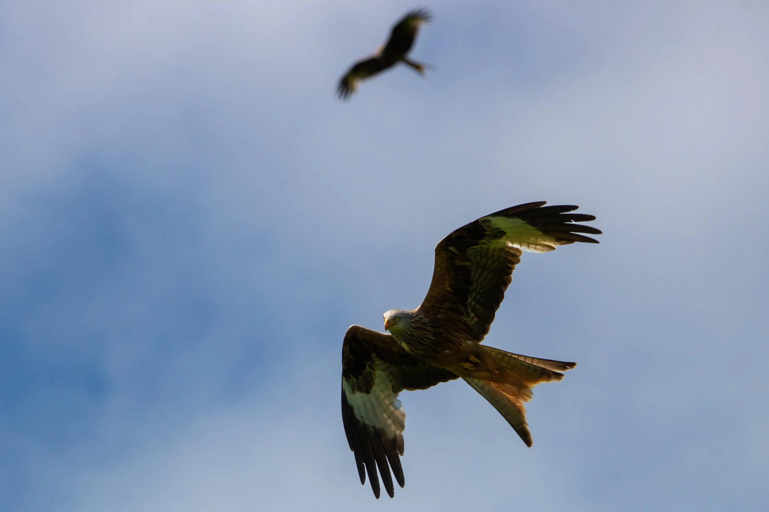 Red kite
