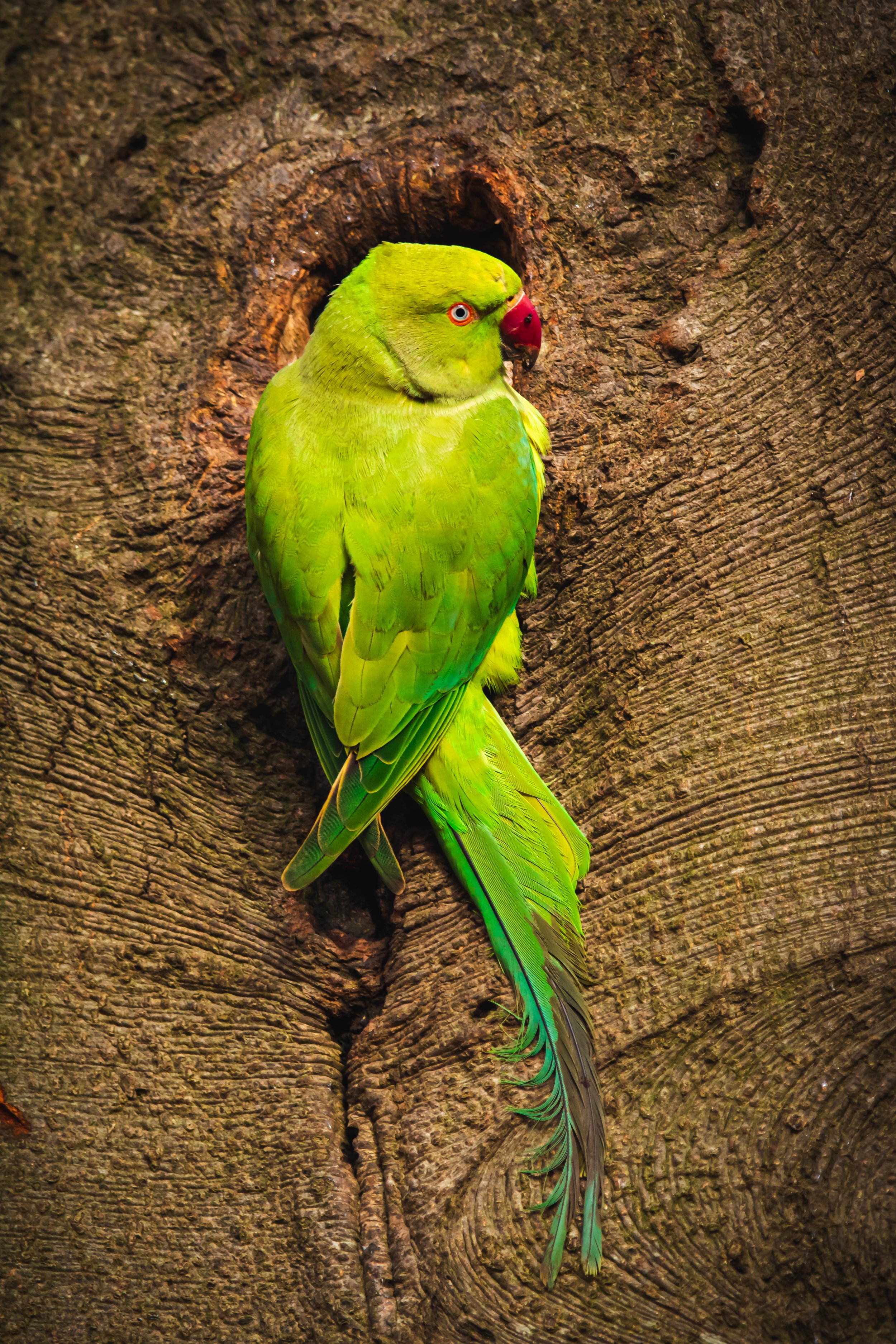 Ring necked parakeet
