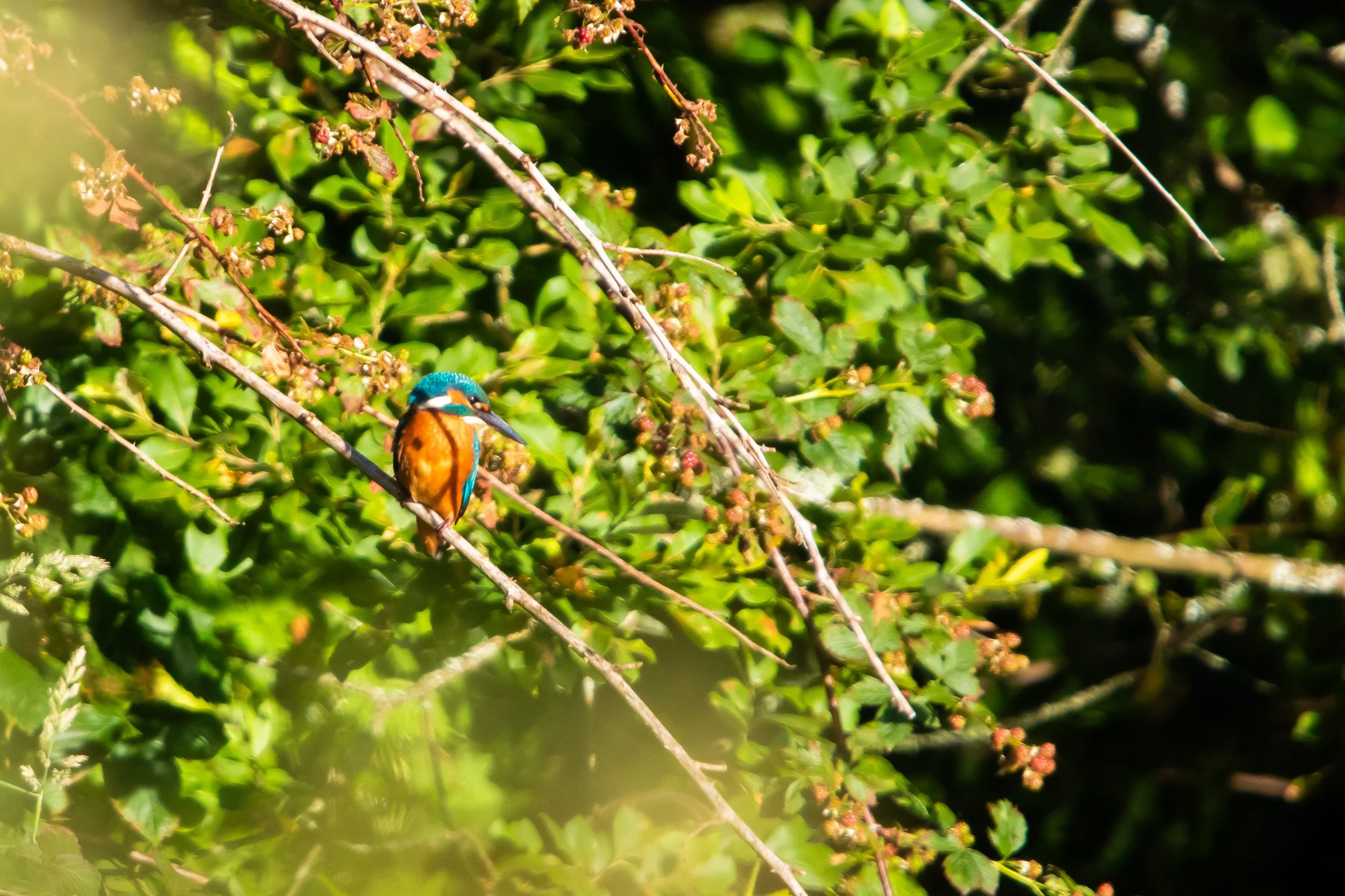 Kingfisher 