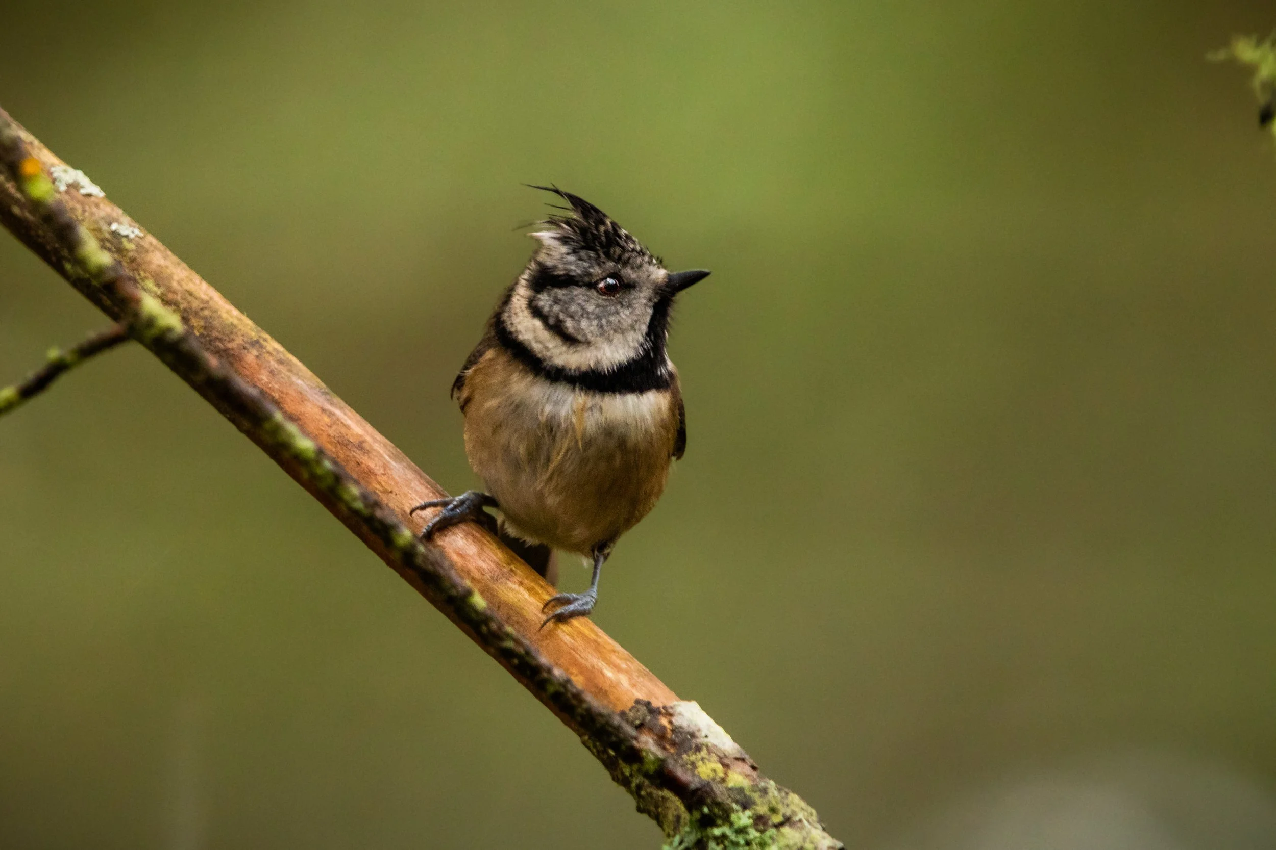Crested Tit