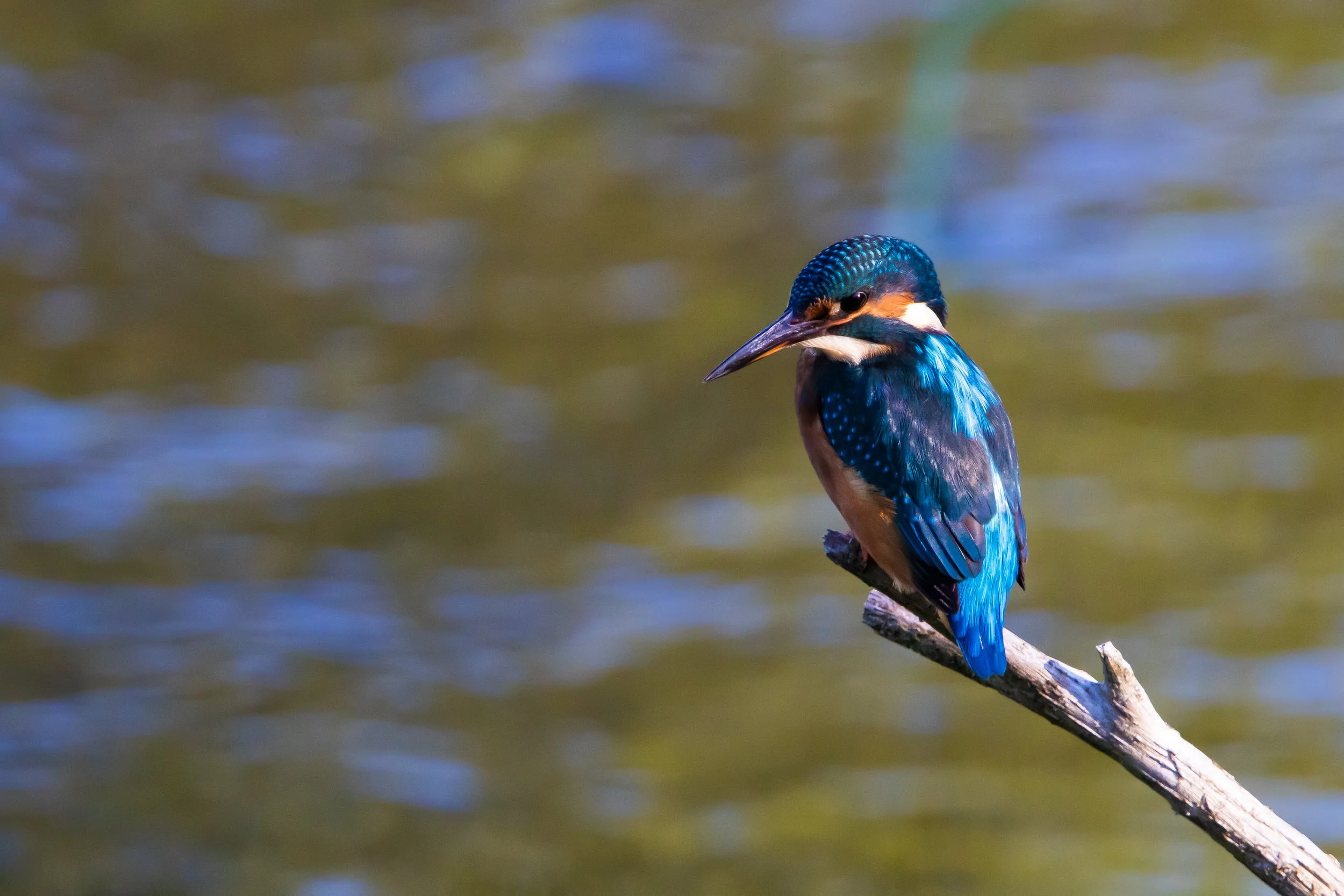 Kingfisher