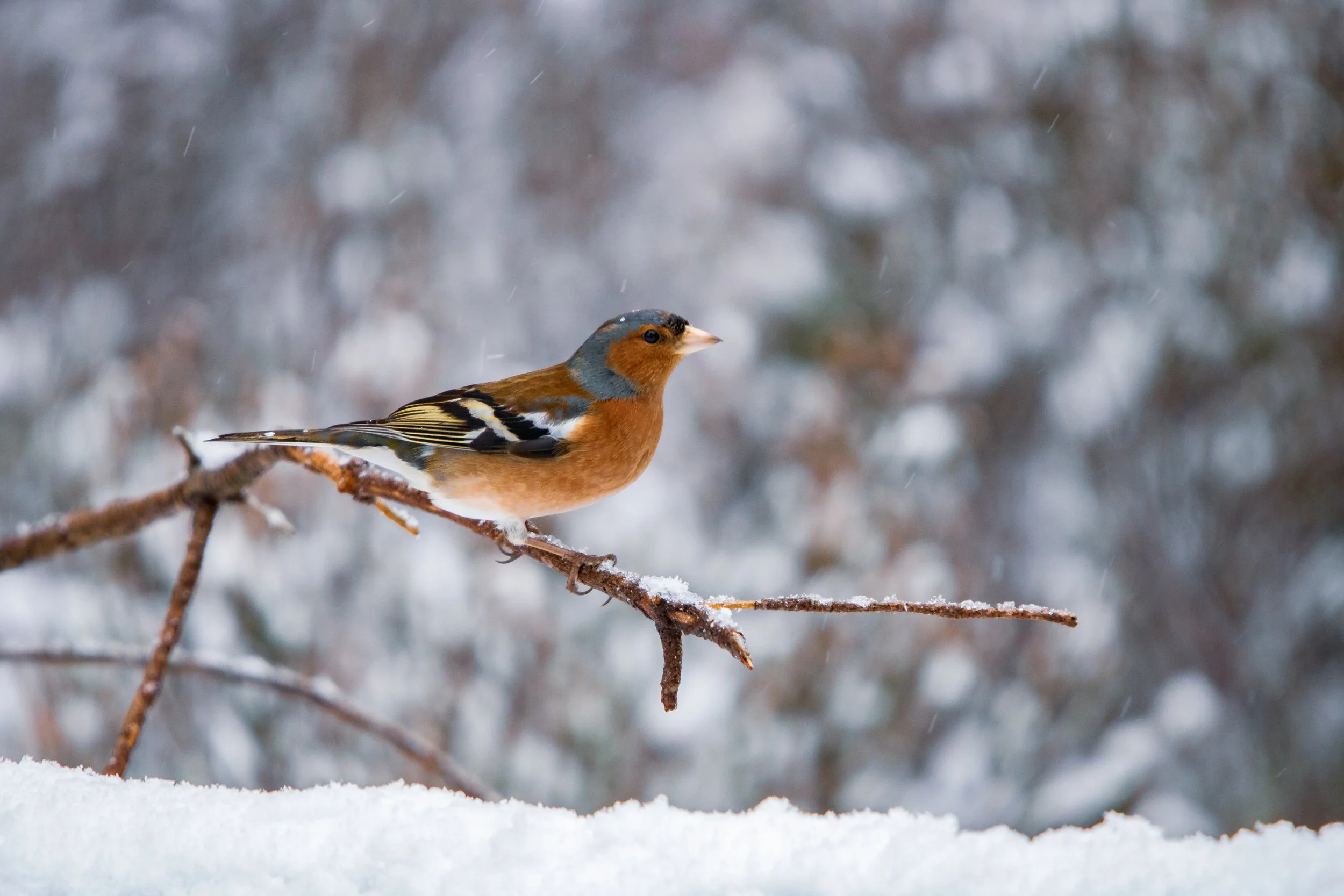 Chaffinch in the snow