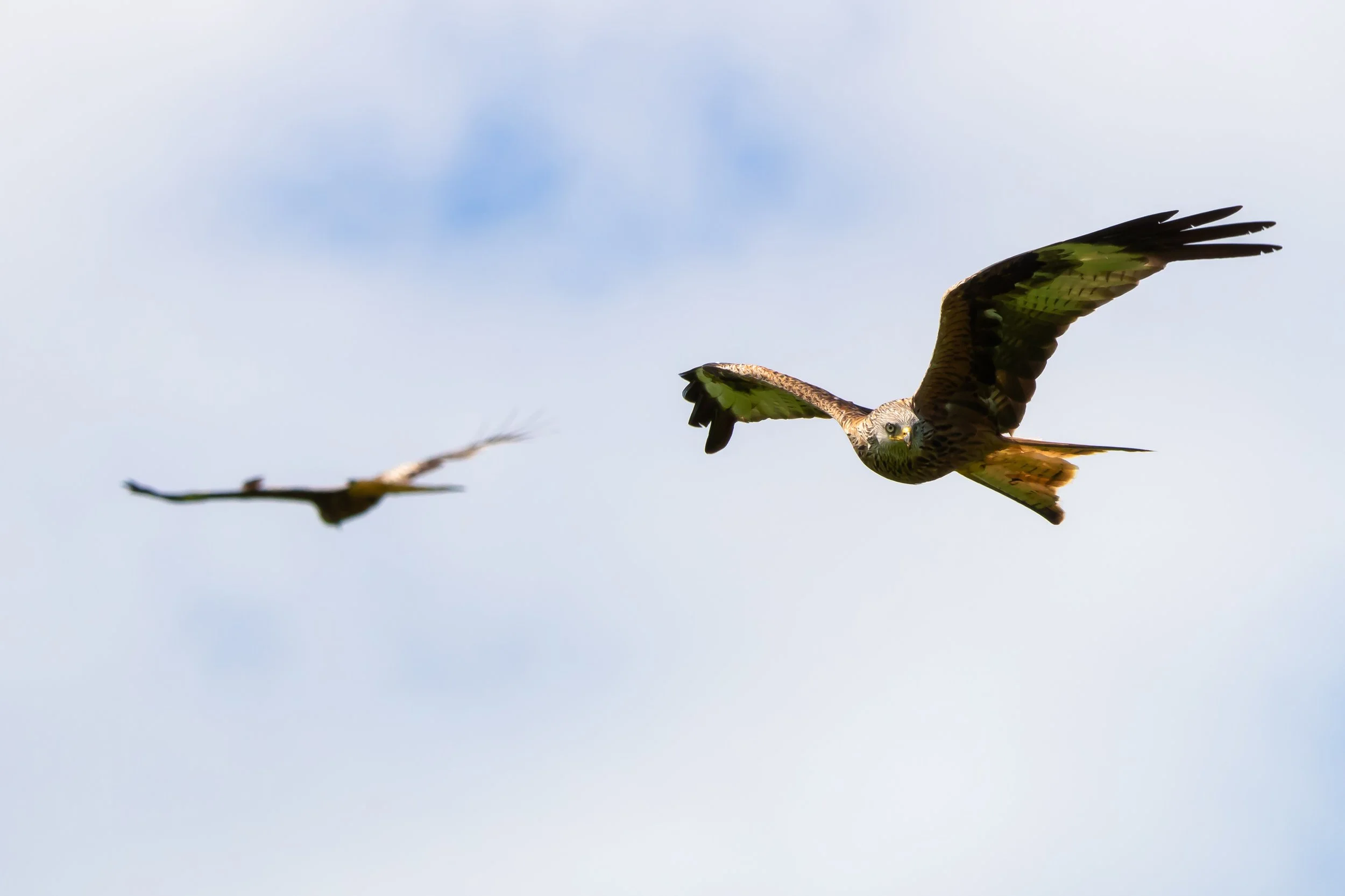 Red kite