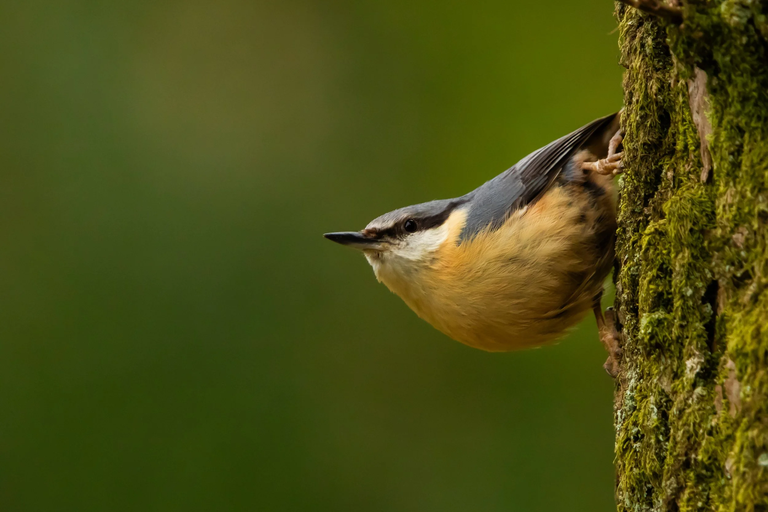 Nuthatch 