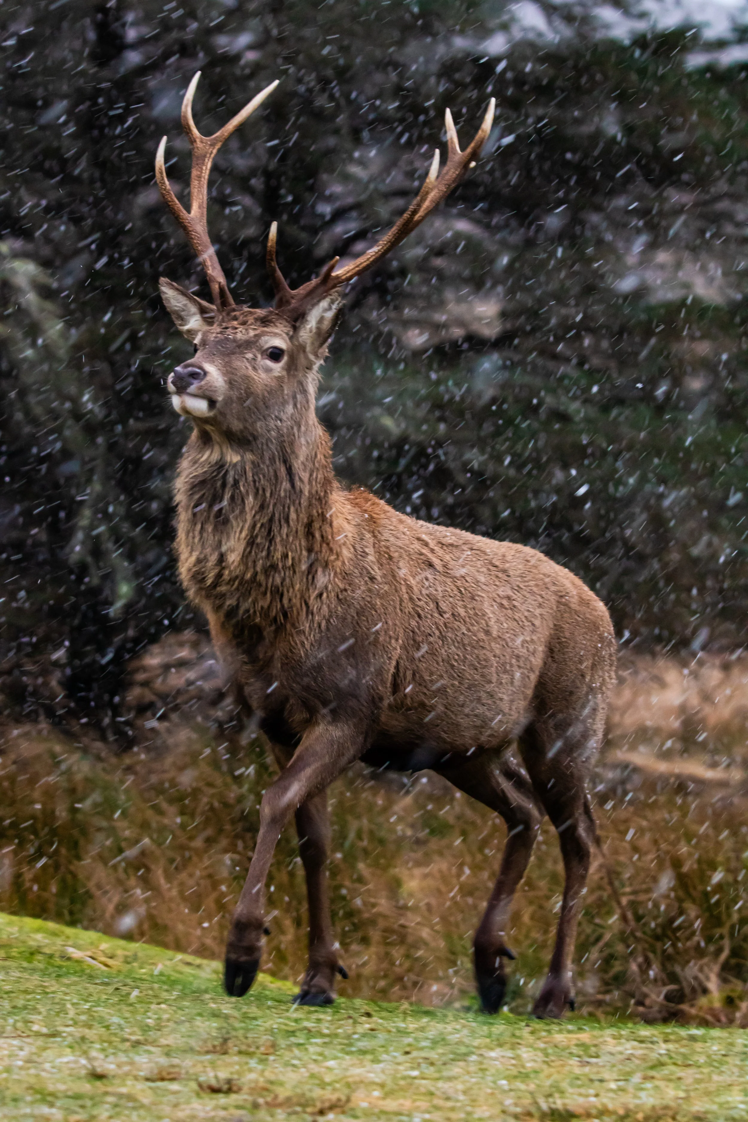 Winter stag