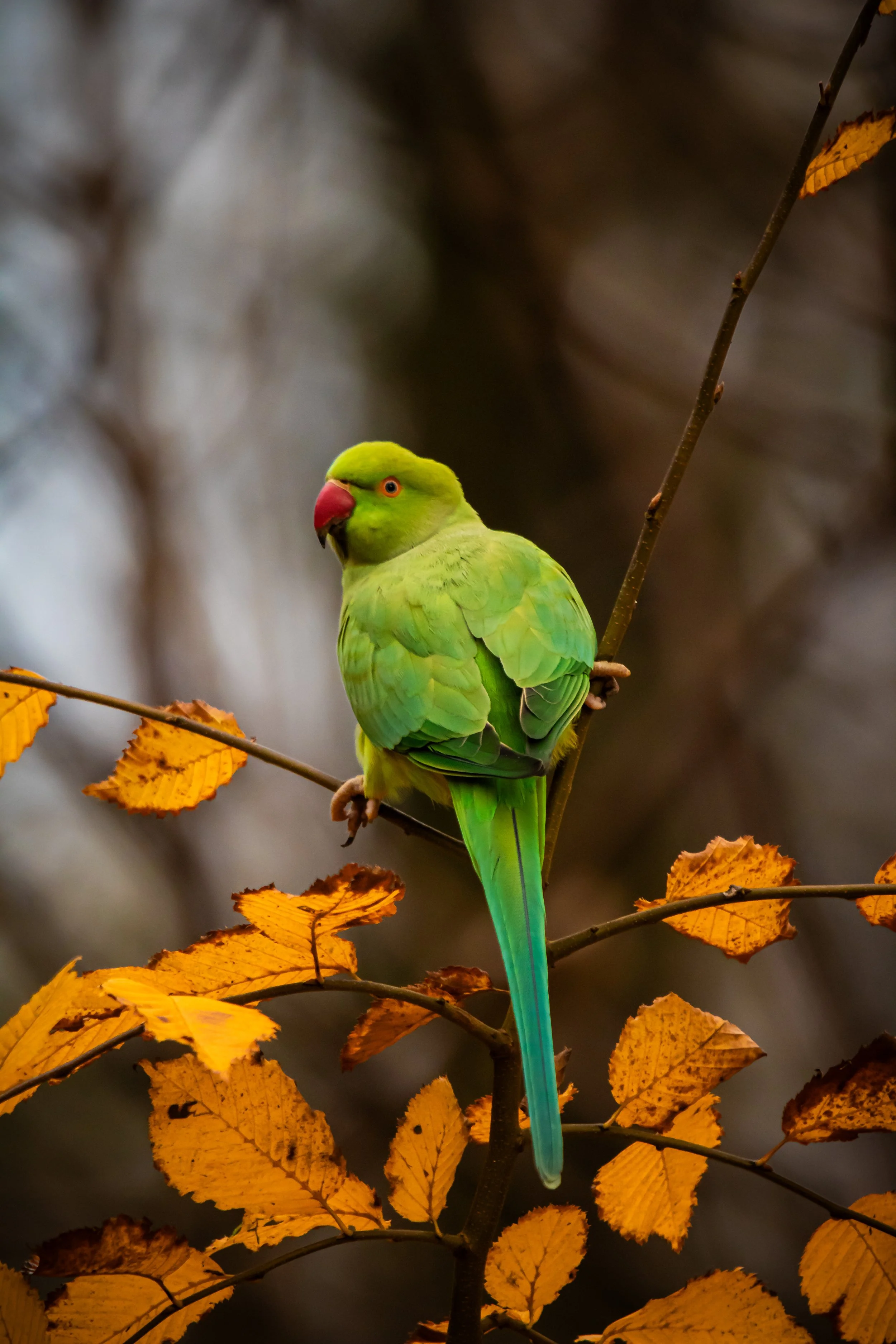 Ring Necked parakeet 
