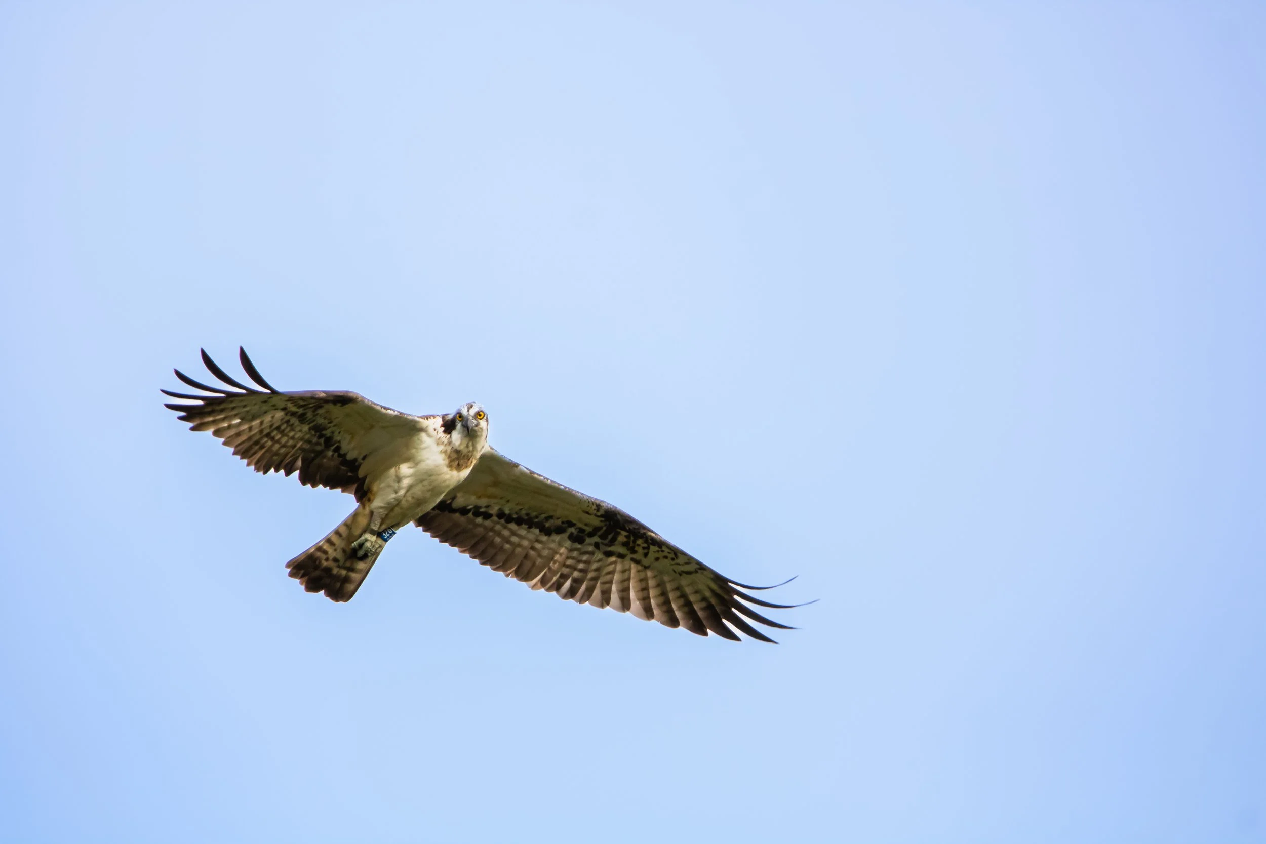 Osprey 