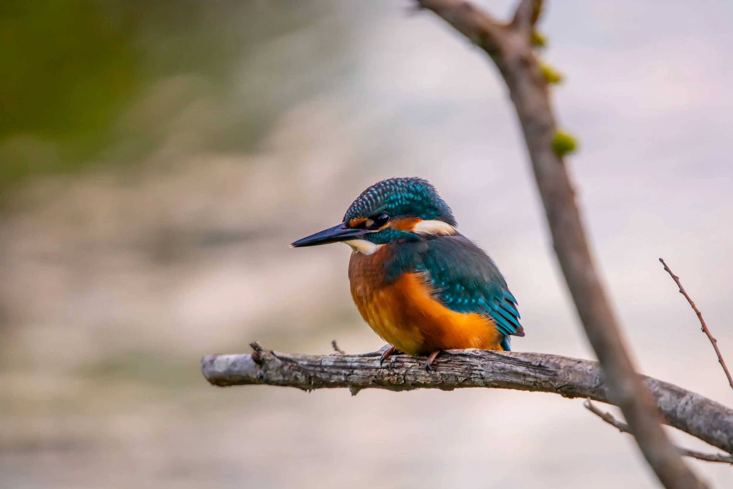 Kingfisher 