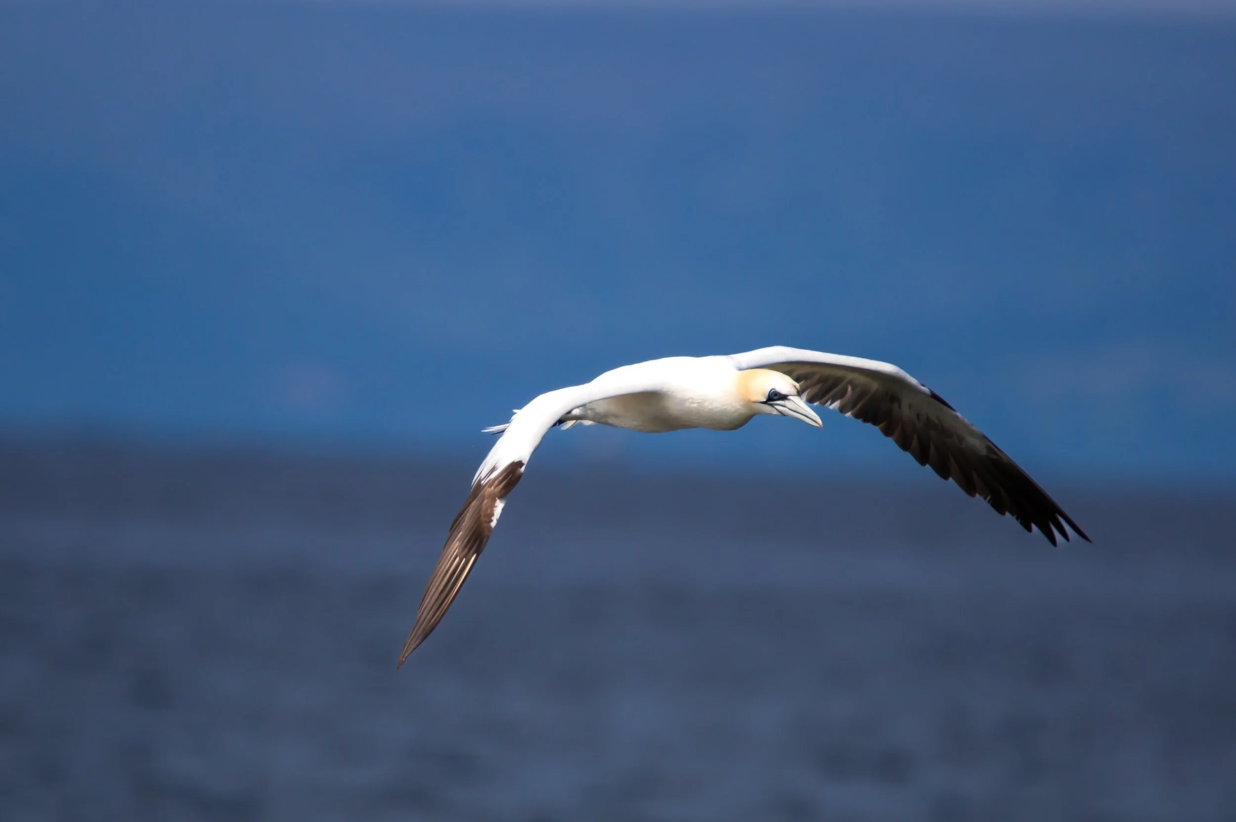 Gannet