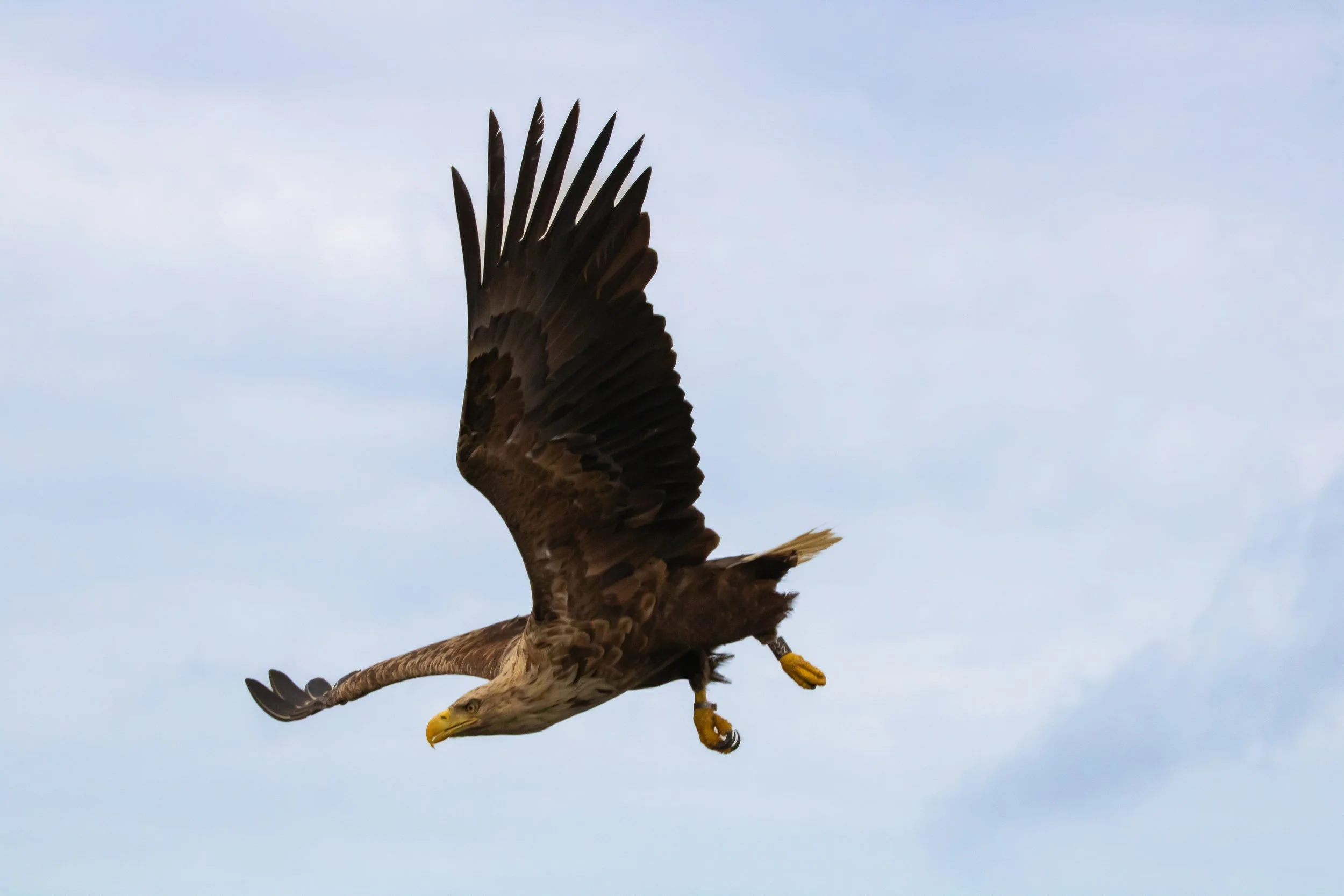 White Tailed Eagle 