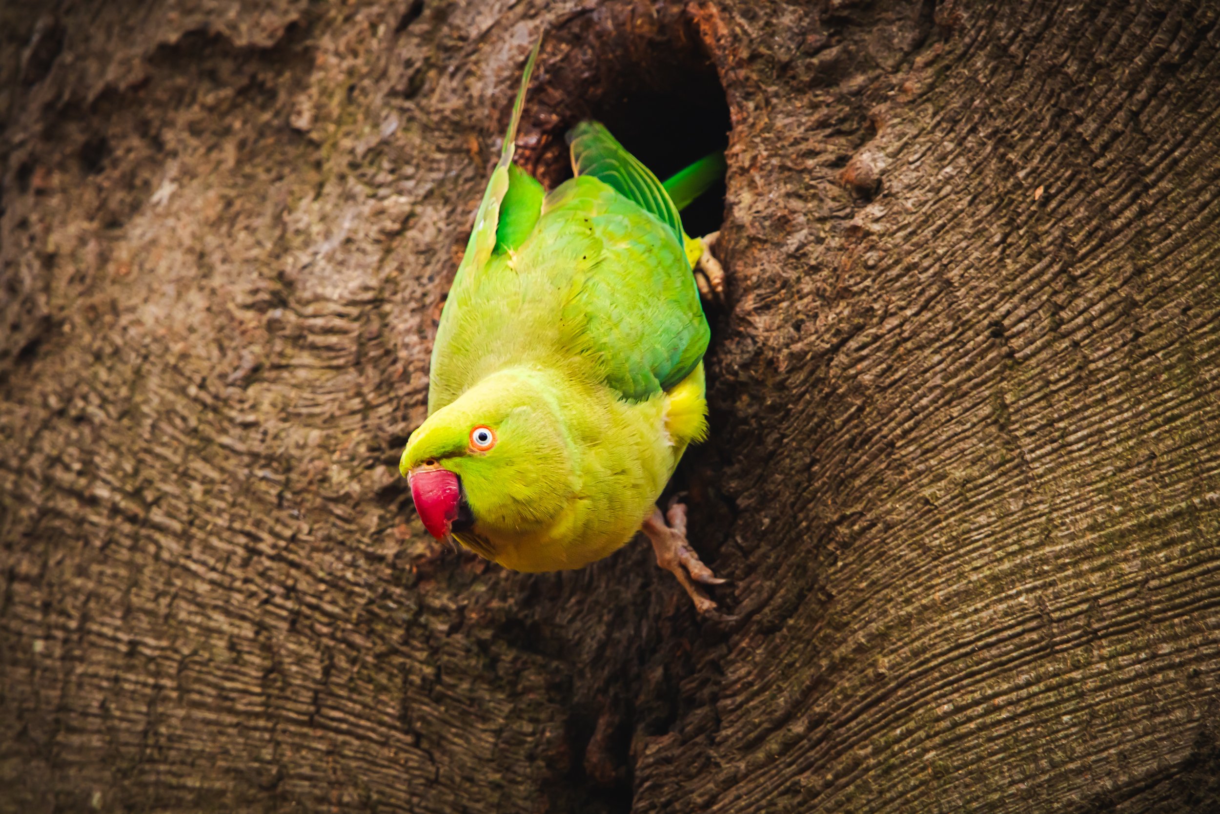 Peakaboo ring necked parakeet