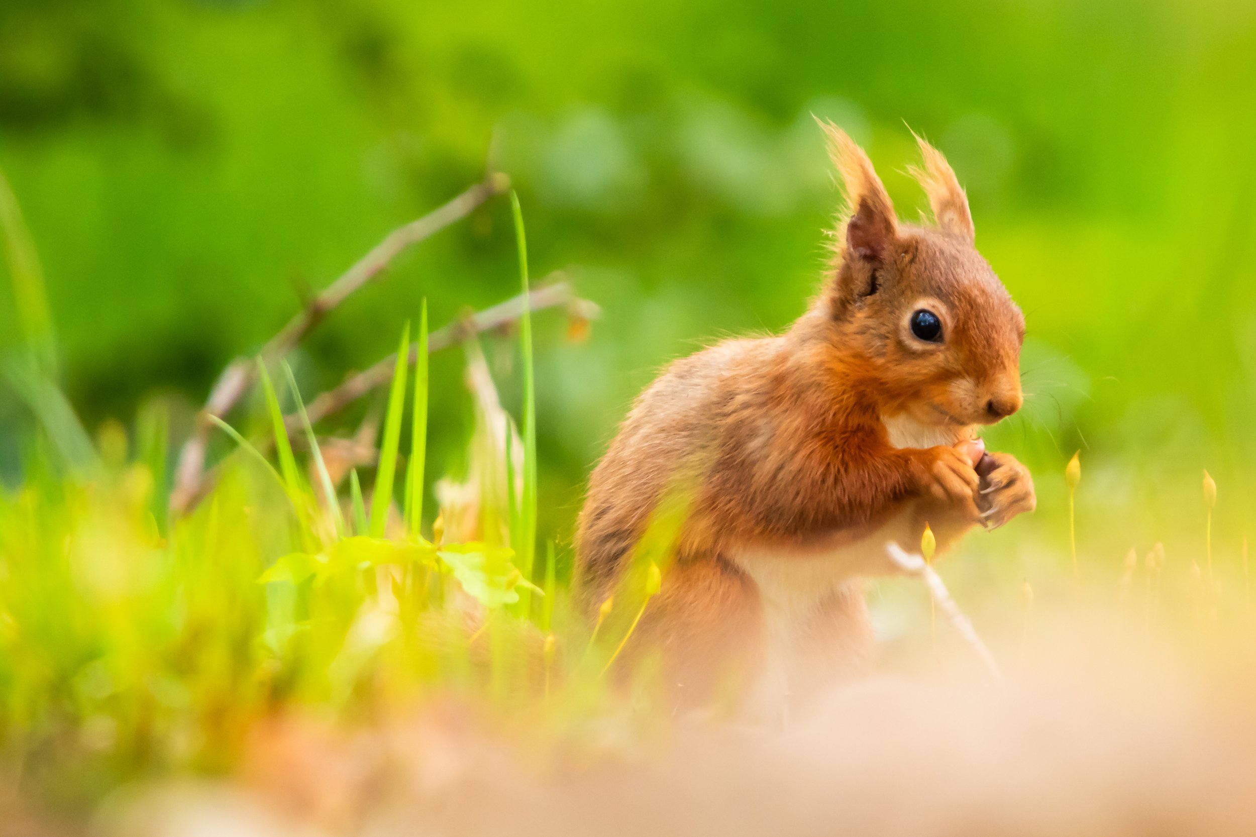 Red Squirrel