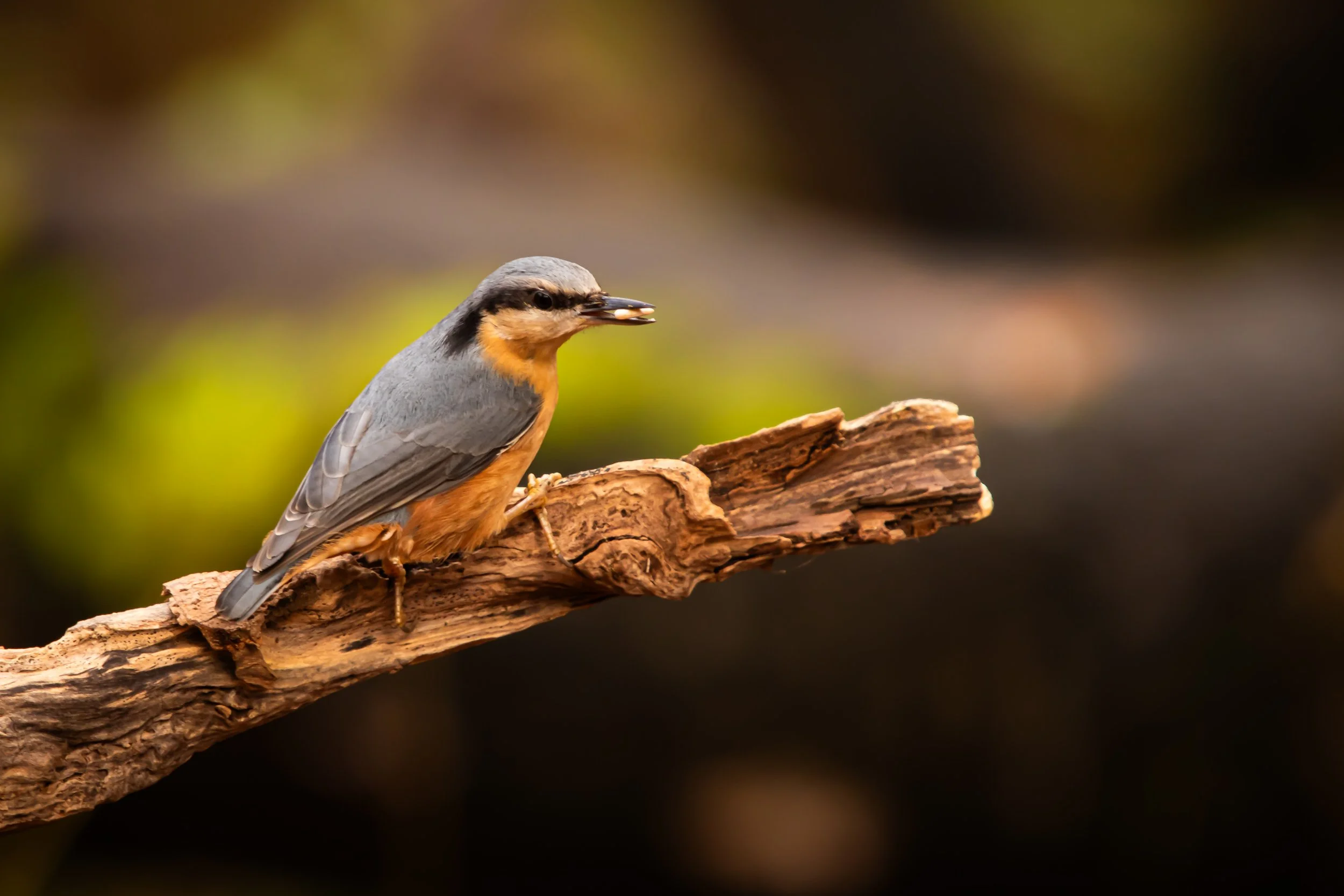Nuthatch