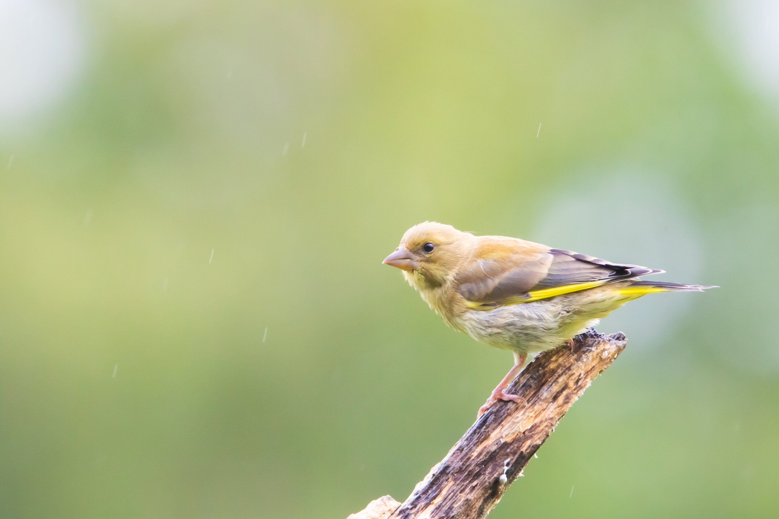 Greenfinch