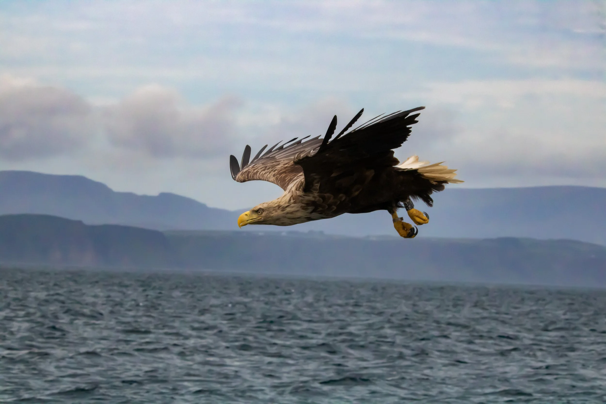White Tailed Eagle 