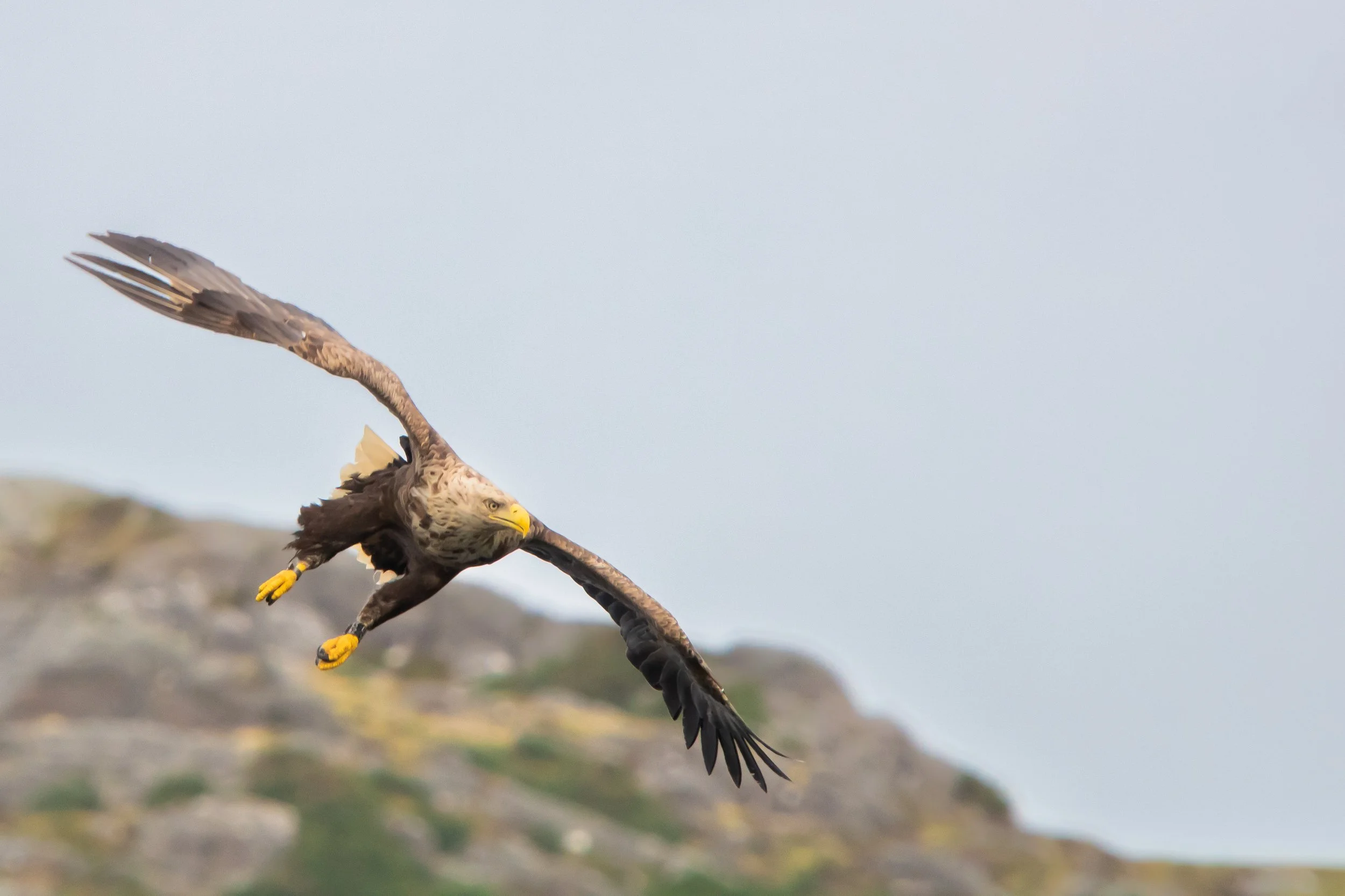 White Tailed Eagle 