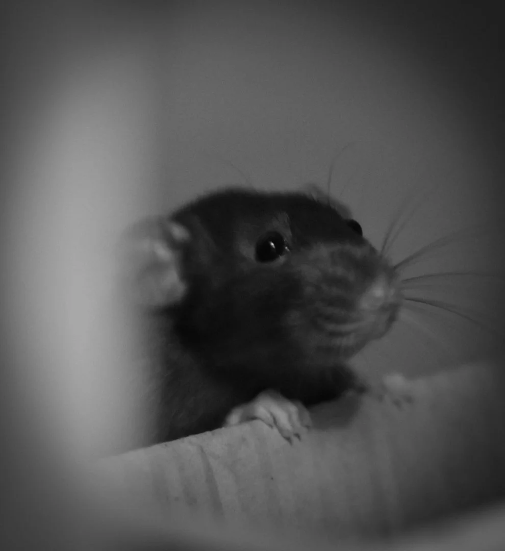 DSC_0431.jpeg
