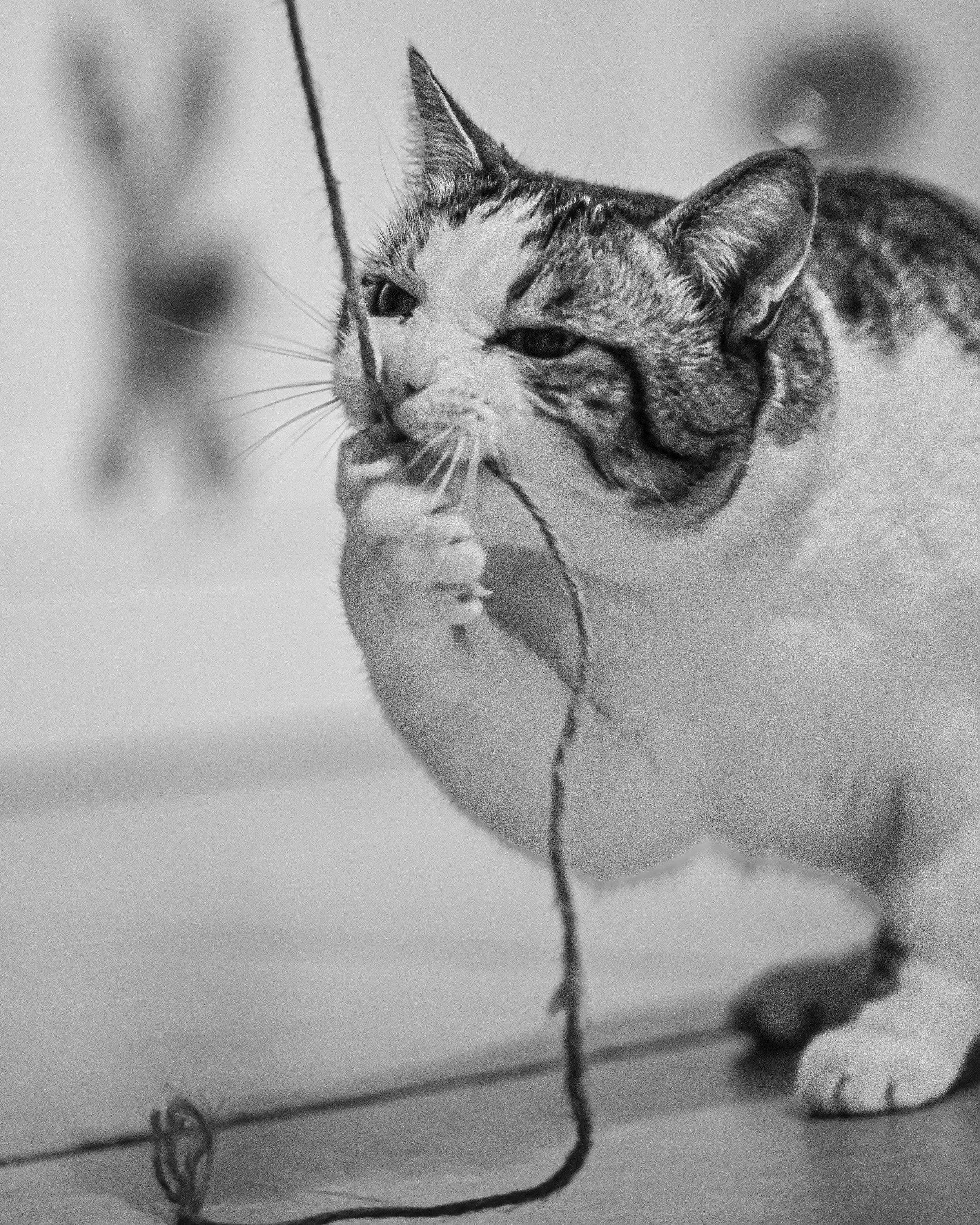 DSC_6686.jpeg