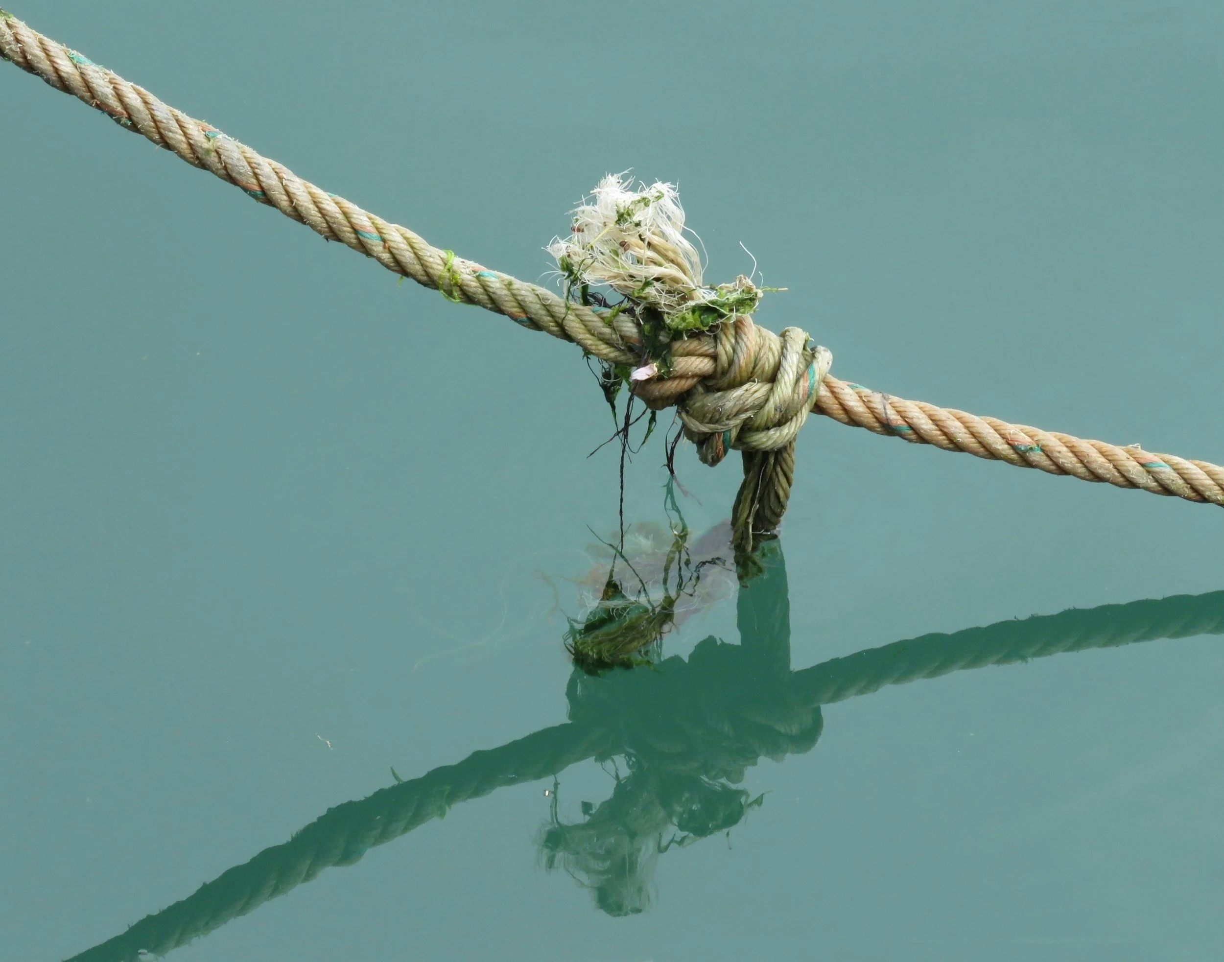 A weathered rope tied with a knot to another rope, partially submerged in greenish water, with some debris tangled in the knot and its reflection visible in the water.