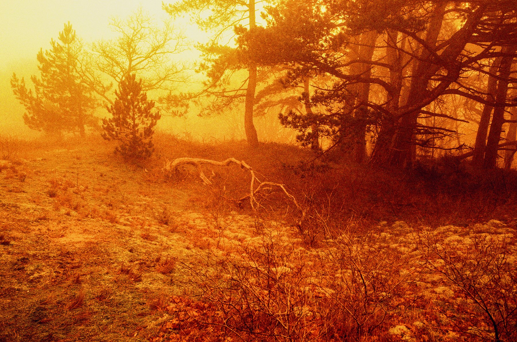 000026790039 INSTA.jpg