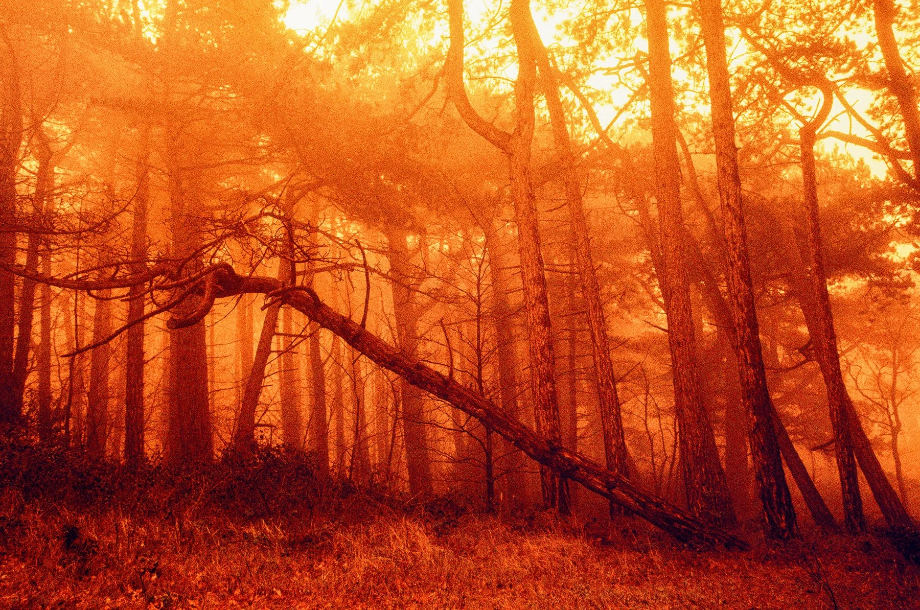 000026790040 INSTA.jpg