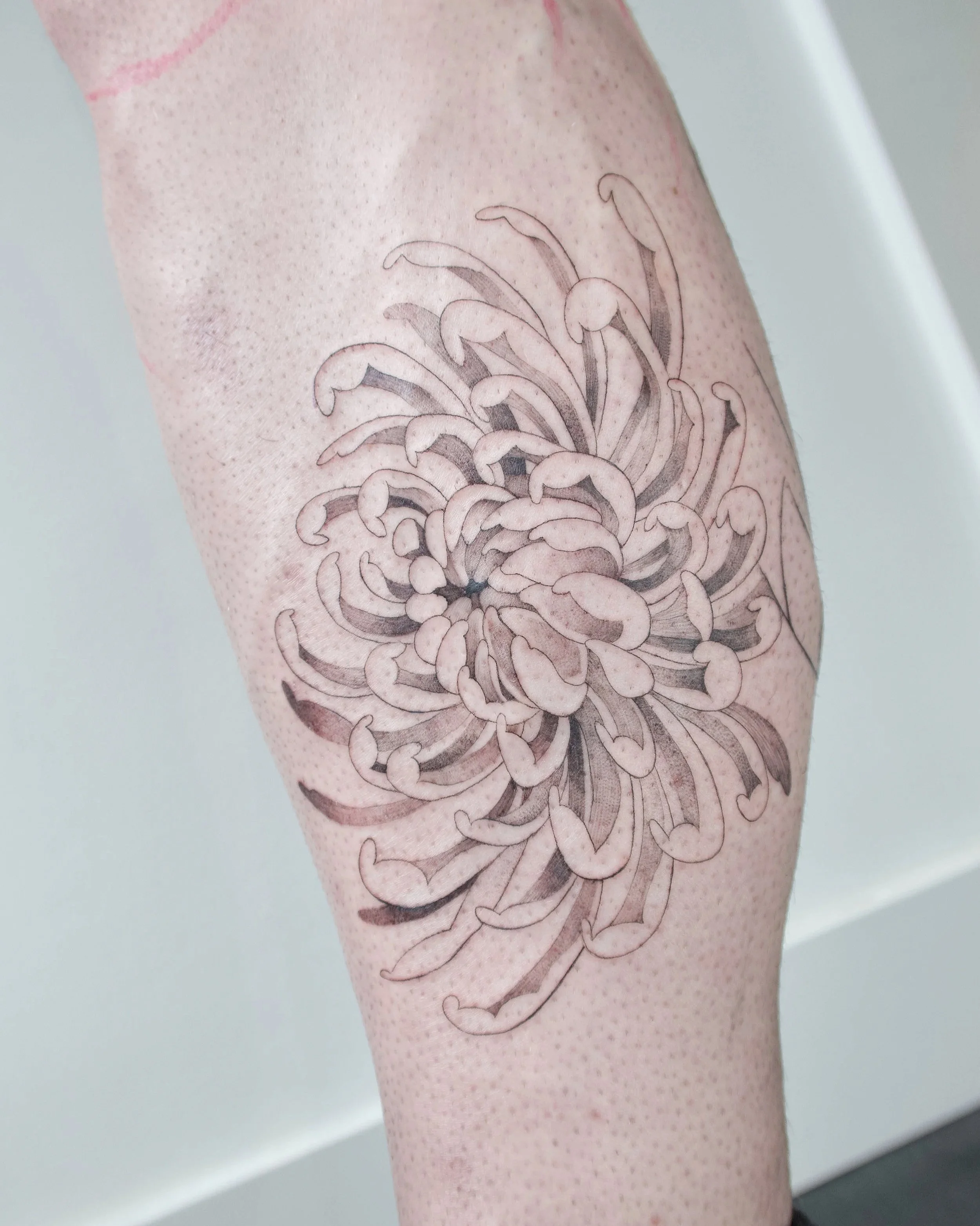chrysant tattoo kuit