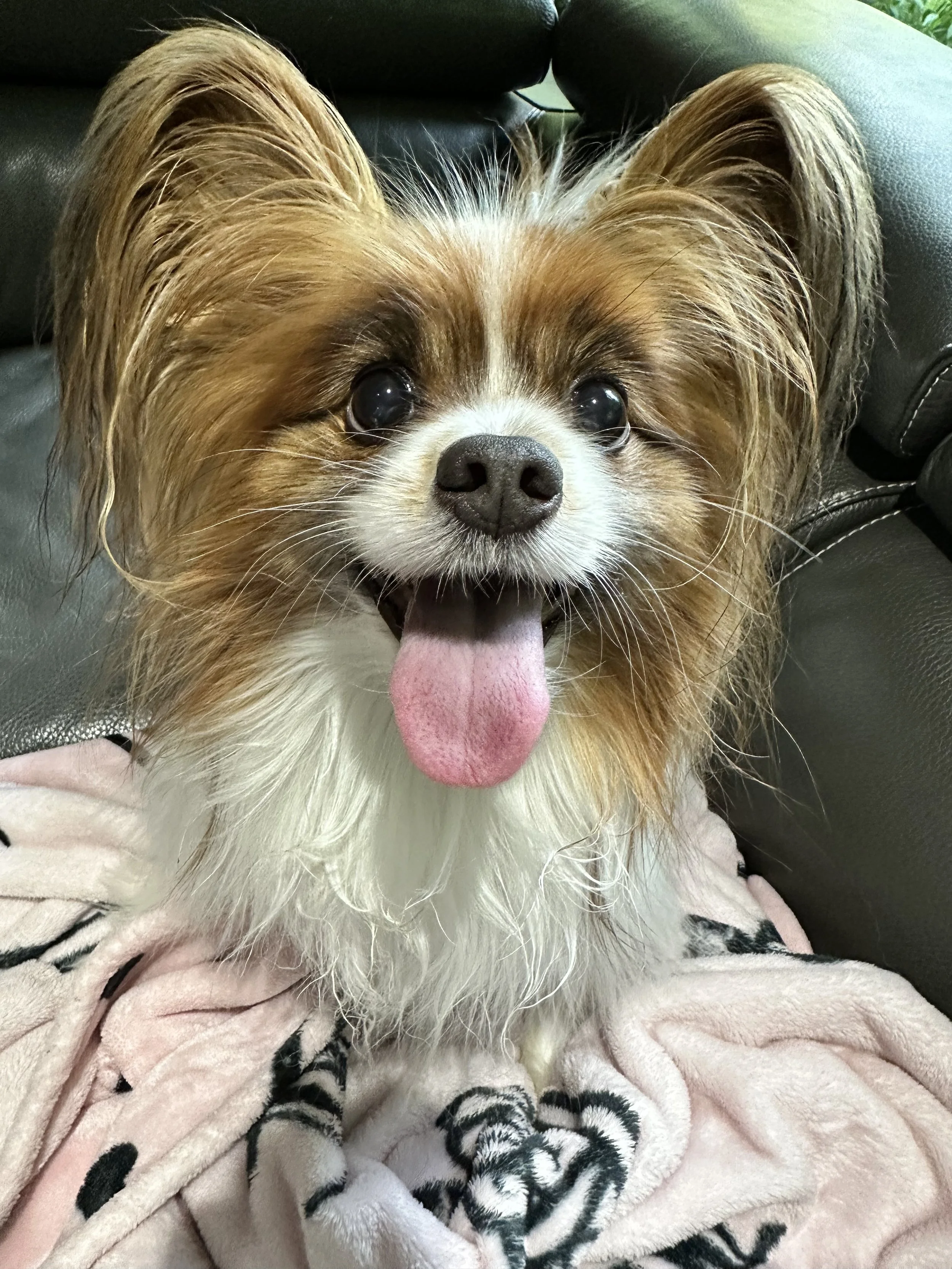 Close-up of a small dog, possibly a Papillon, with large ears and long hair, sitting on a blanket with zebra stripes, and sticking out its pink tongue.