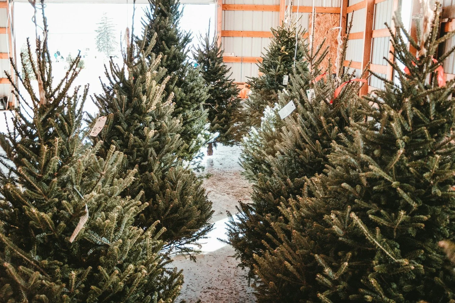 Eastside Christmas Tree Sale