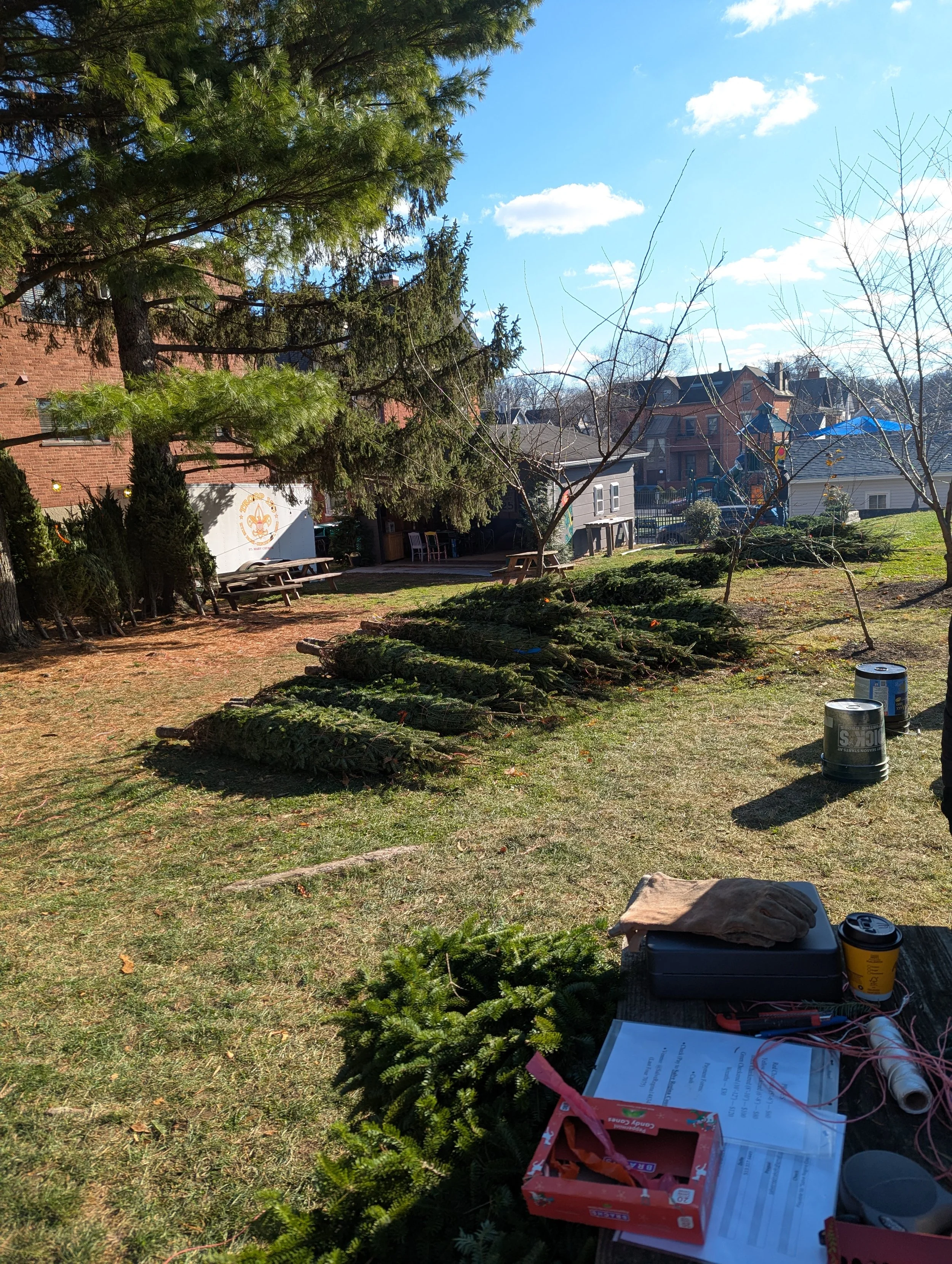 Felled trees from Nova Scotia stacked up at the Eastside Family Tree Sale 2025