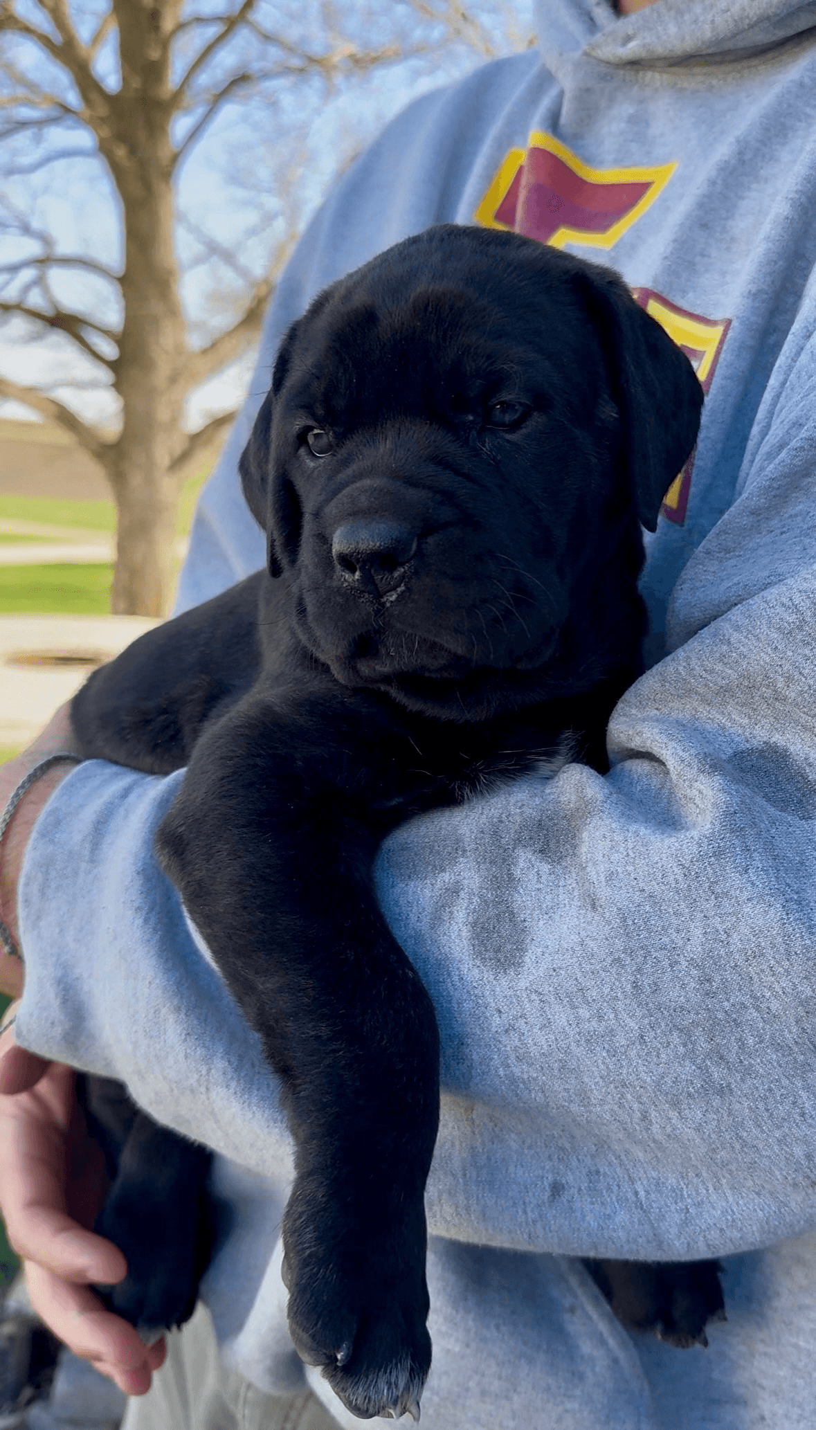 Country Lane Cane Corso (1).png