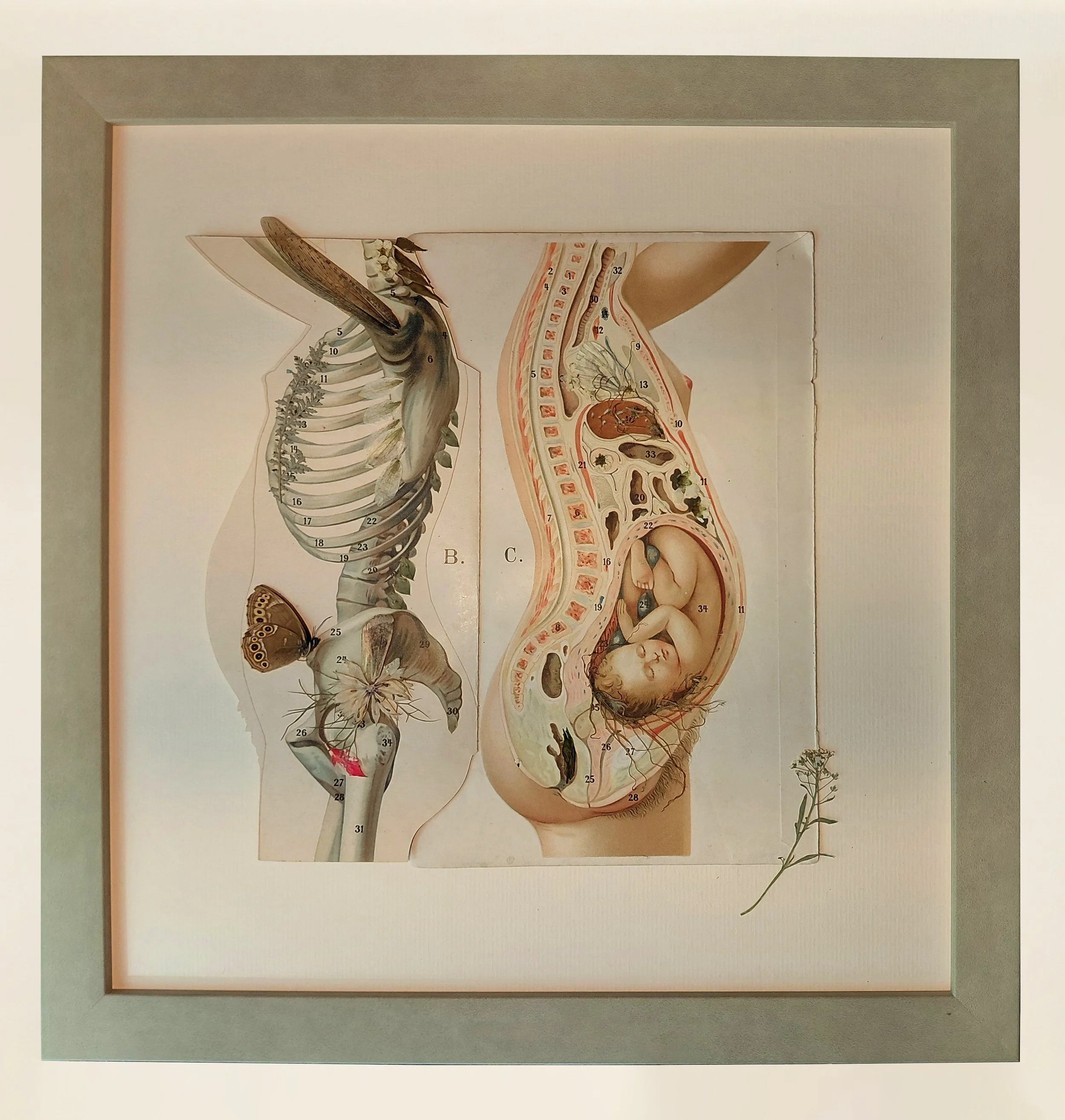 “Madonna Botanical”
Daria Rozina (SALT Art Group).
Mixed media.
Source material: “Anatomically Disassembled Female Body* (Bong & Co., Germany)
Natural elements: insects, dried flowers, and leaves
33 × 34 cm.
2026.