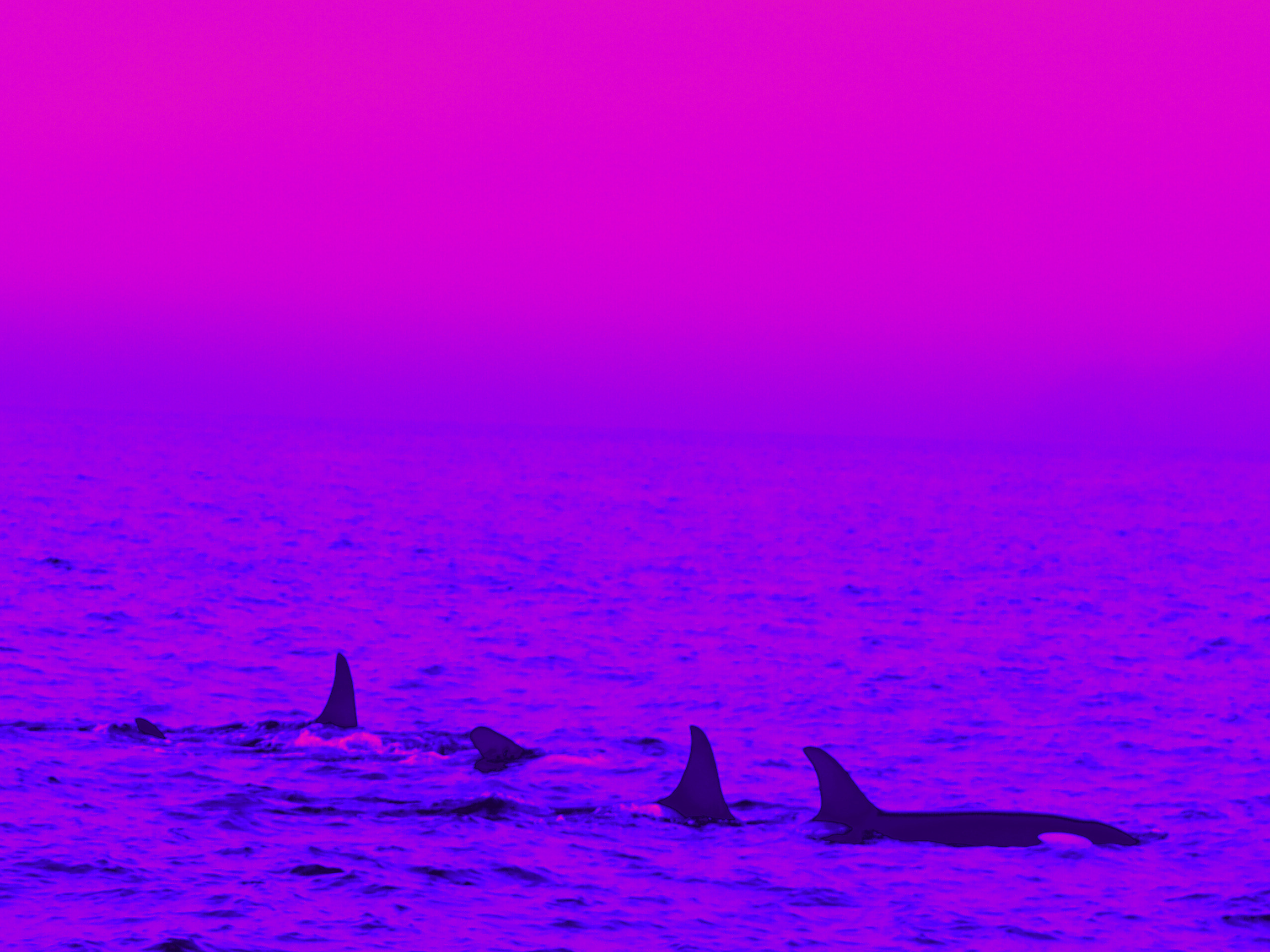 Orcas Purp.