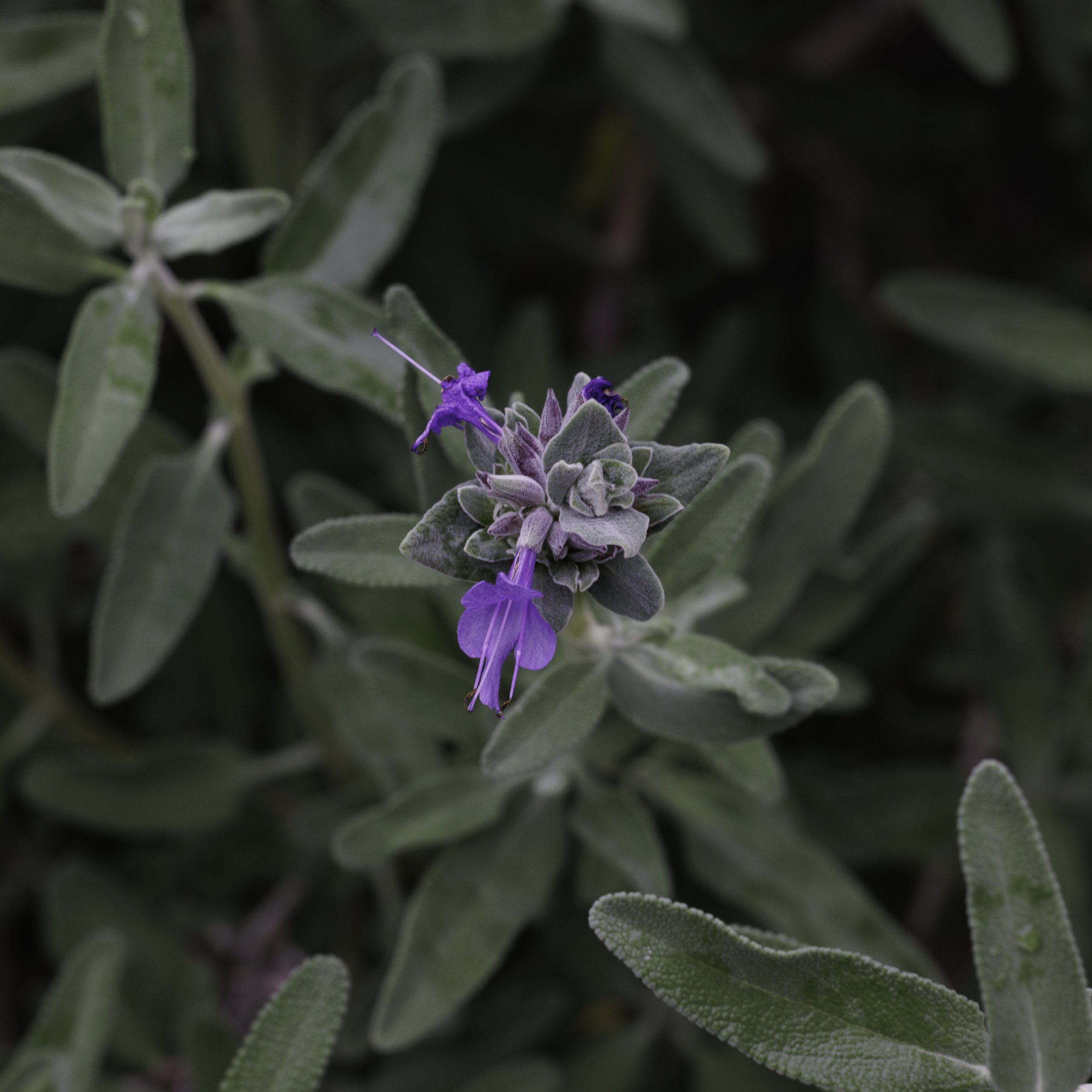 Sage Bloom