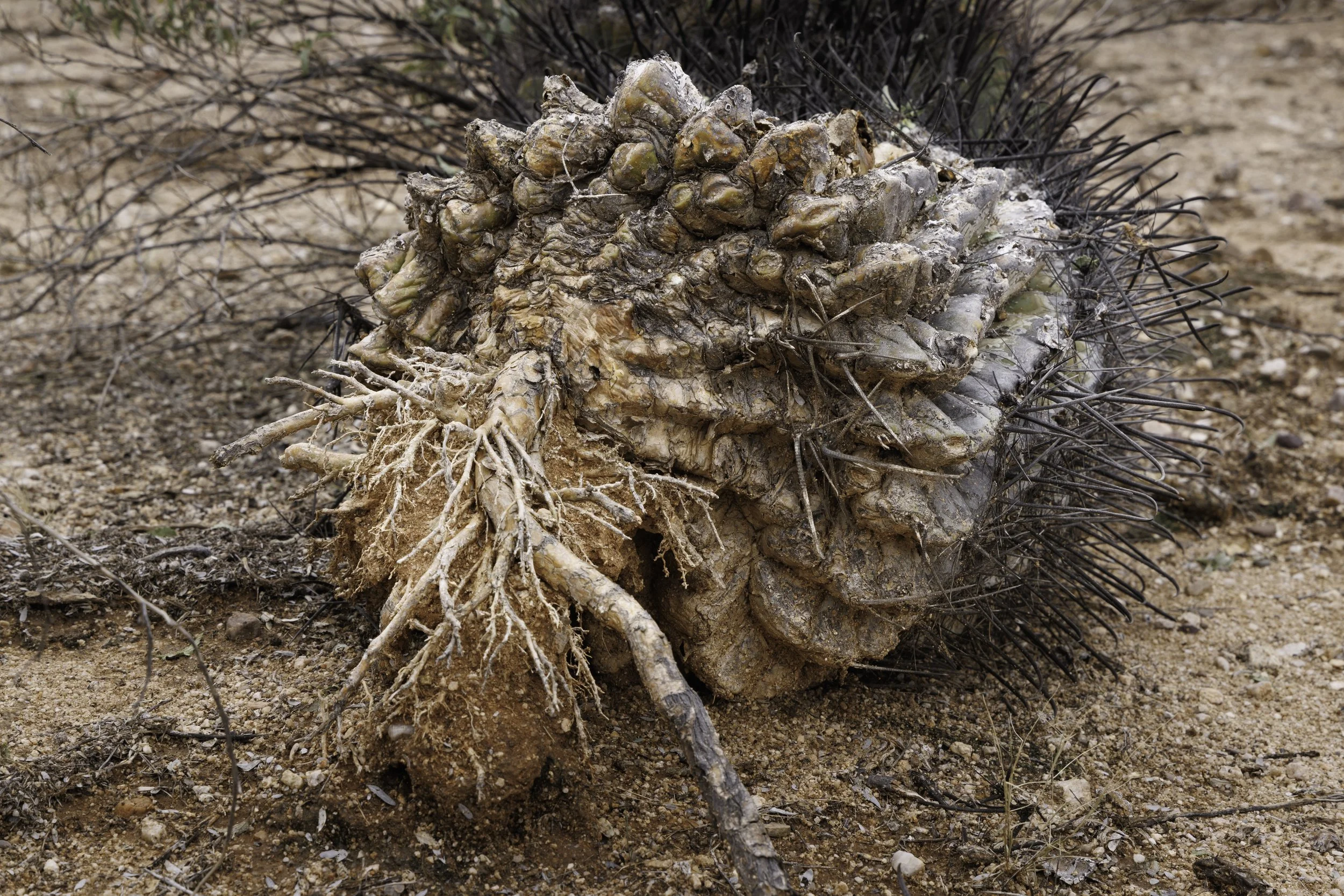 Uprooted