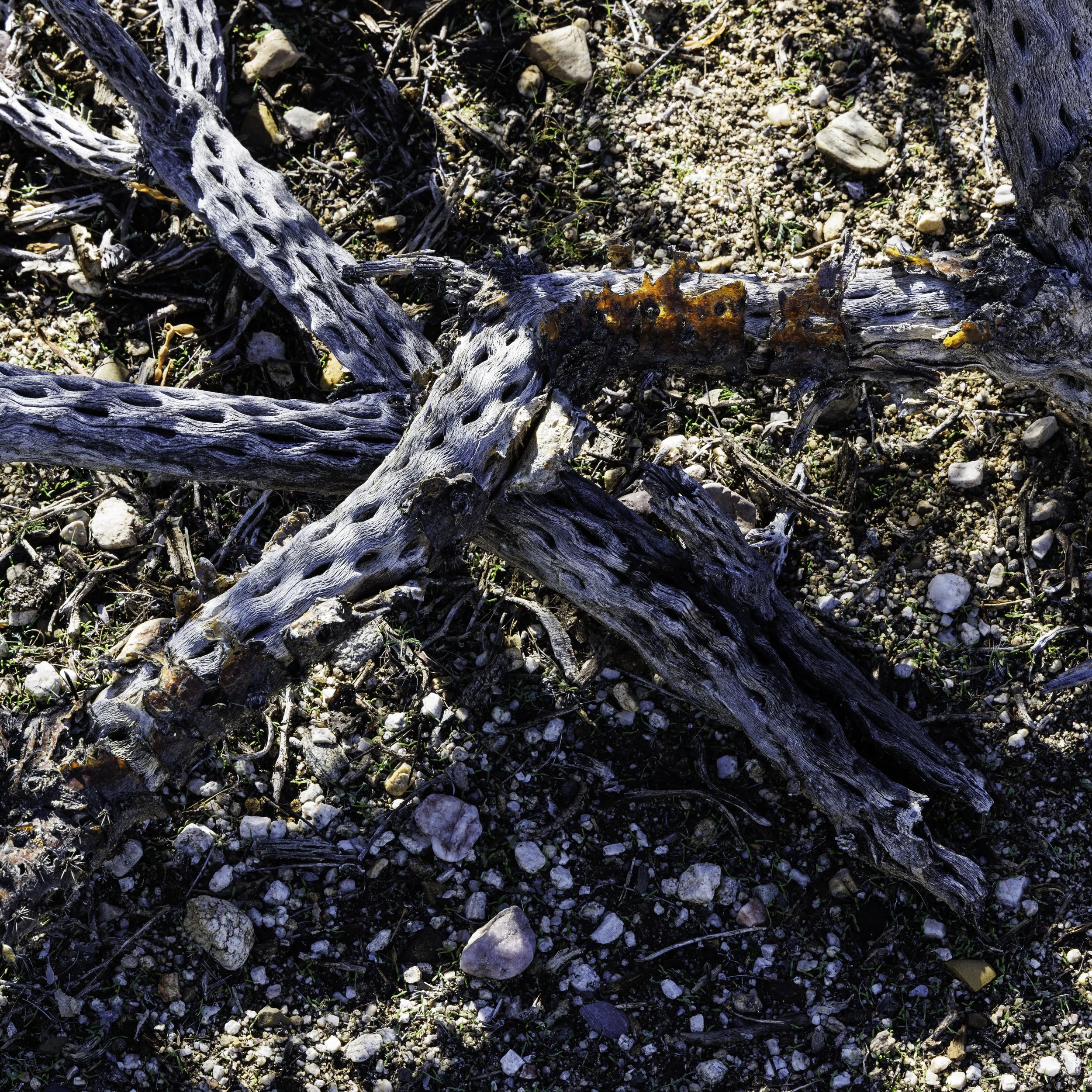 Cholla Bones