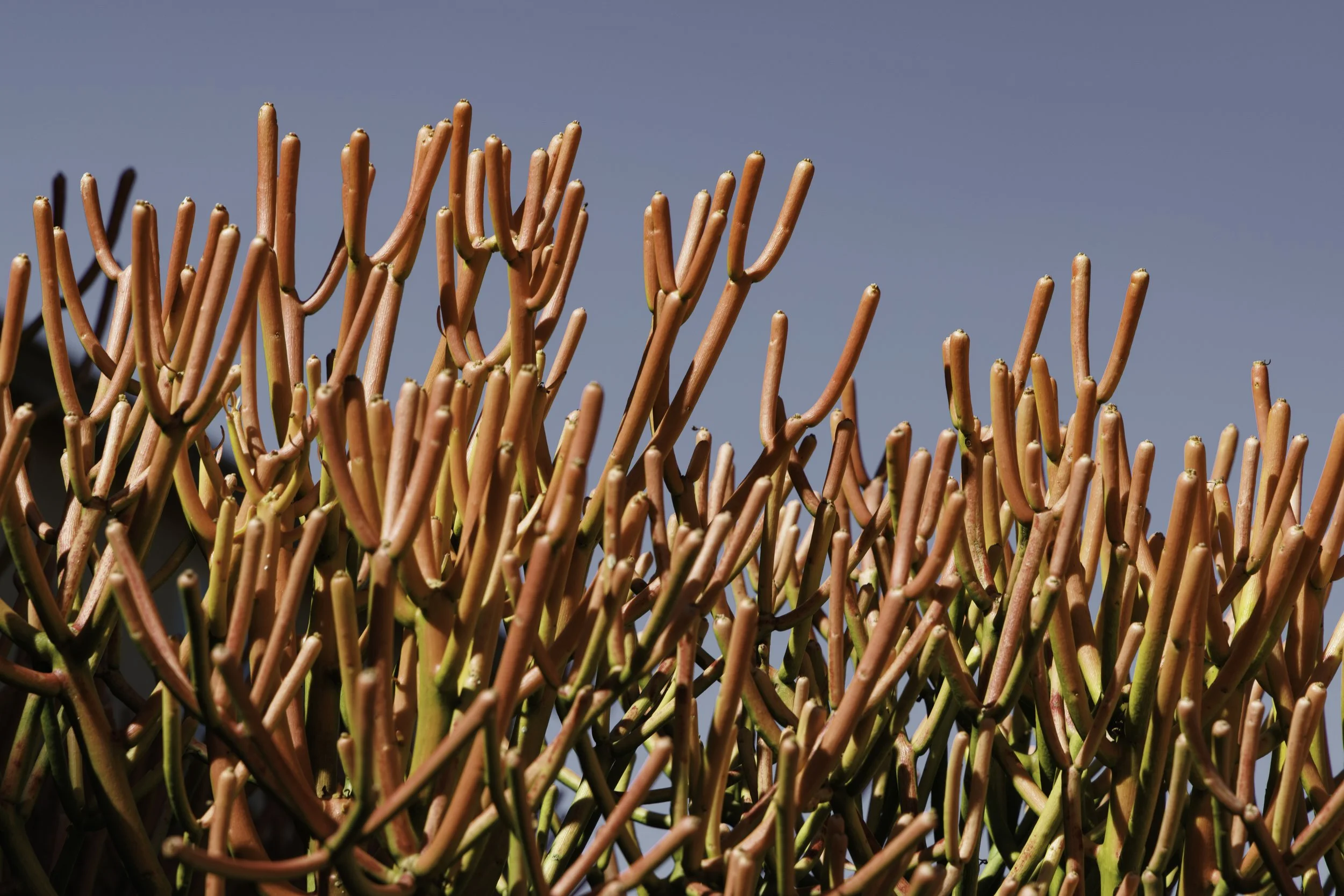 Firestick Up In Arms