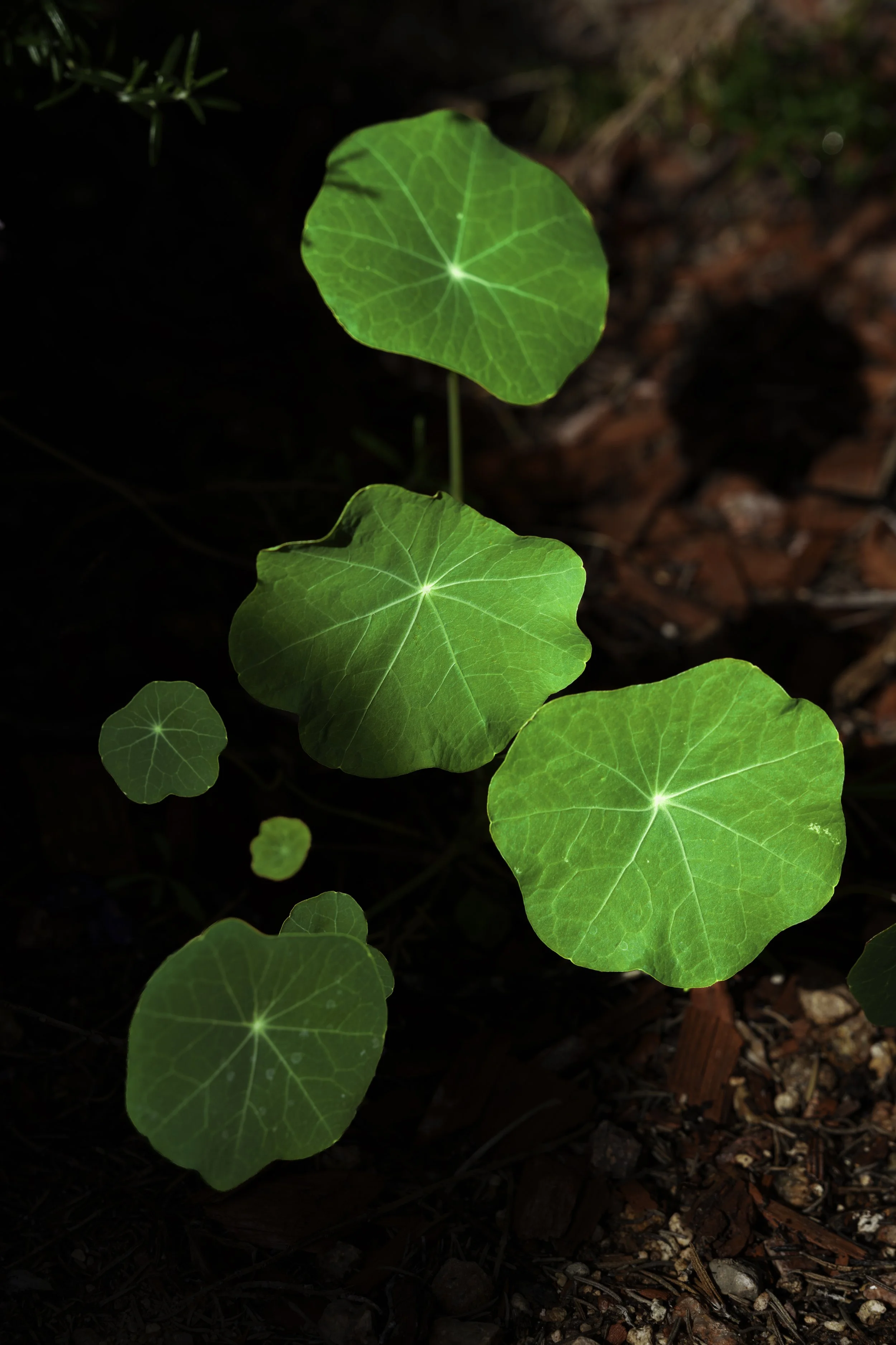 Nasturtium