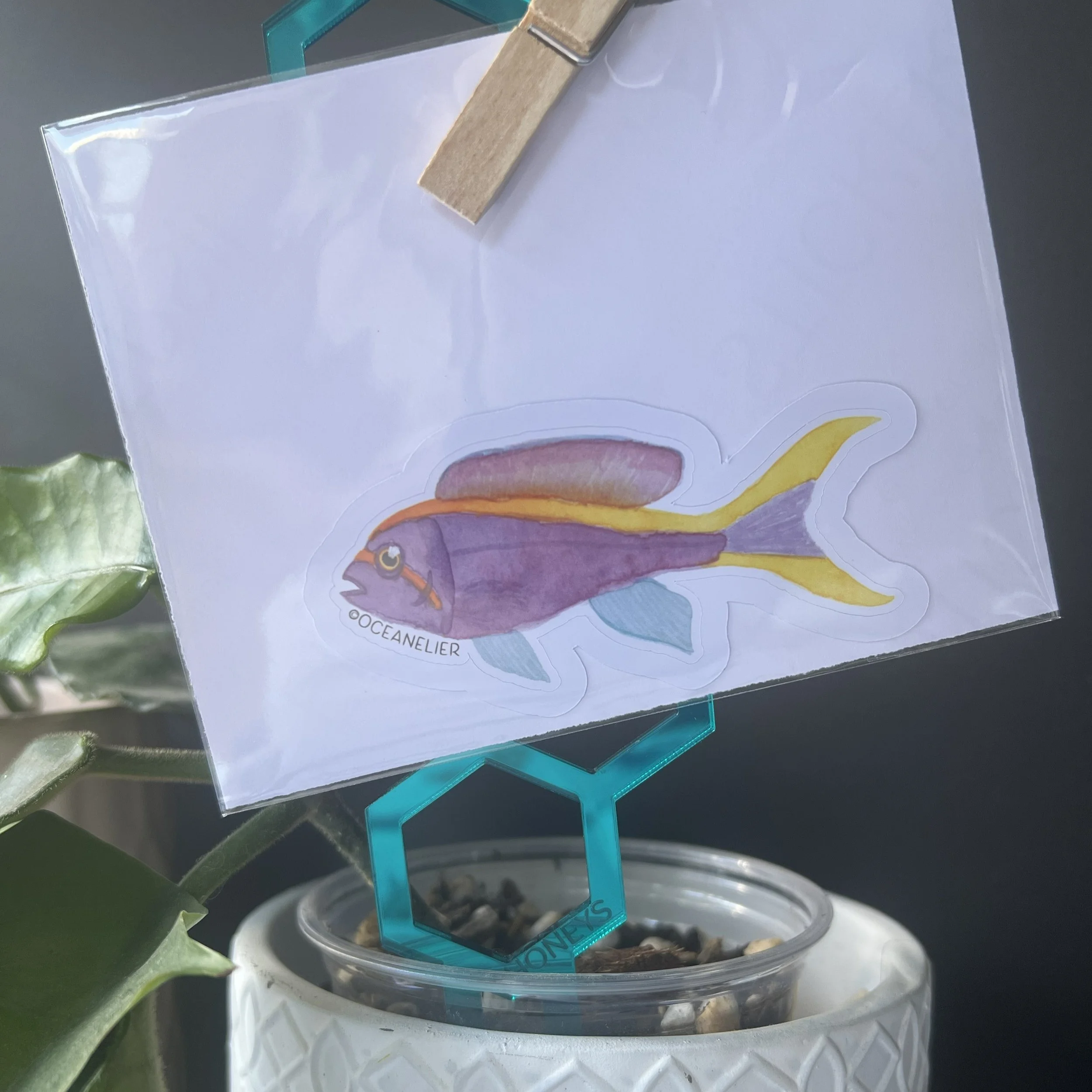 Individual Purple Anthias Sticker