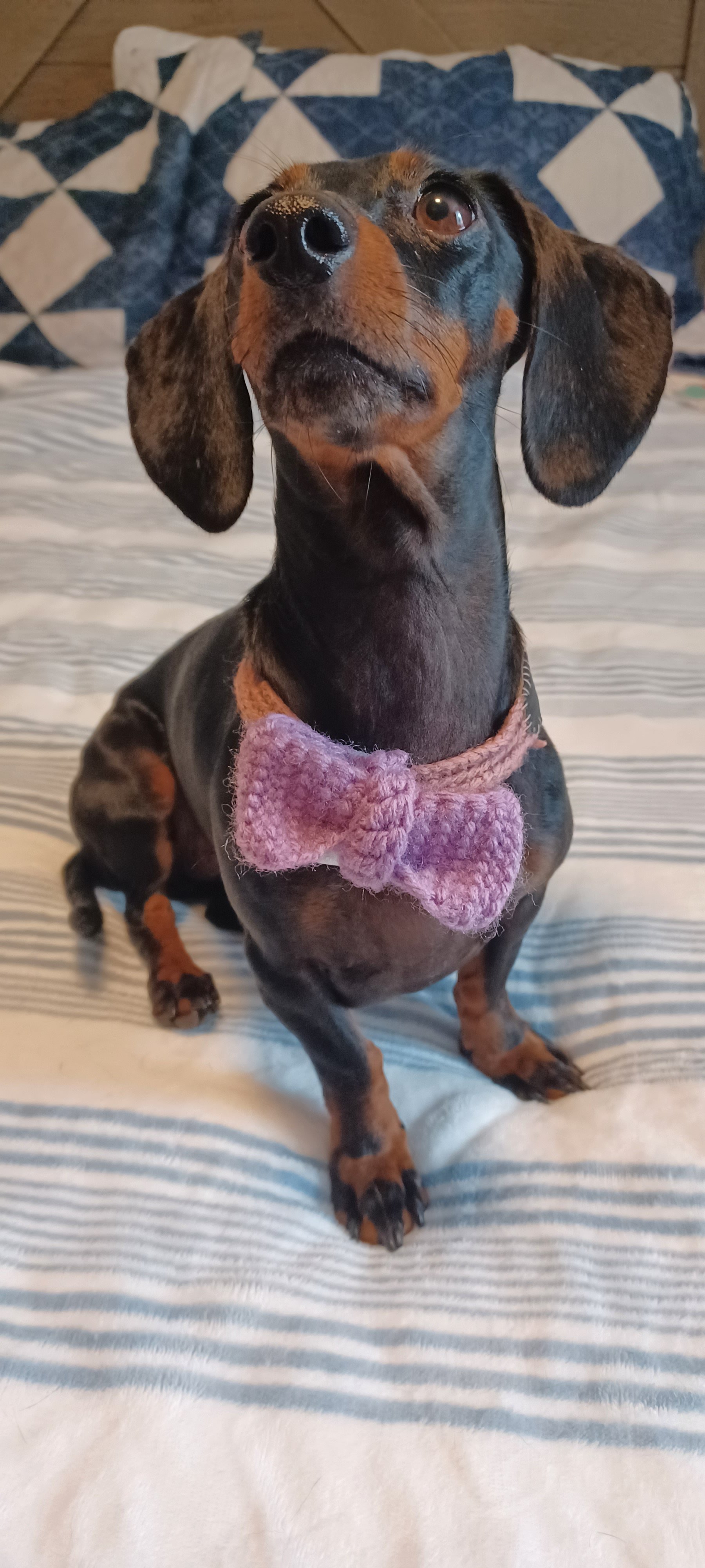 Dog collar accessories