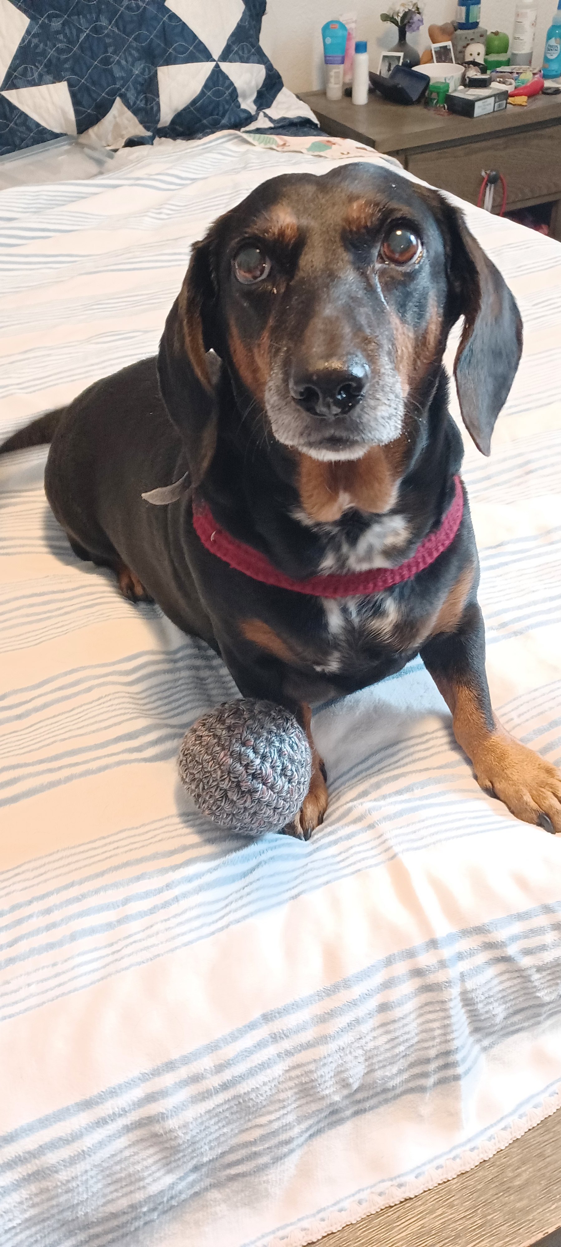 Dog Ball