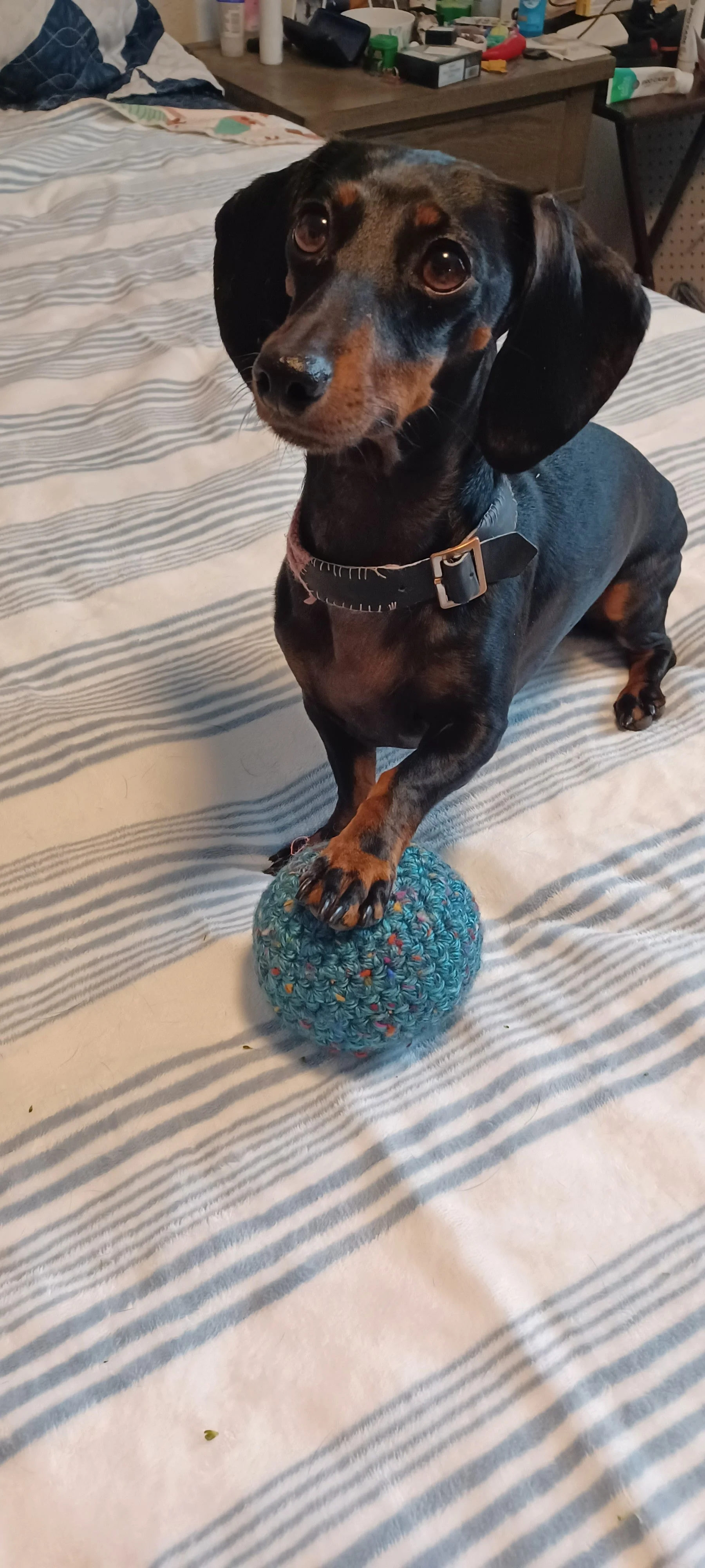 Dog Ball