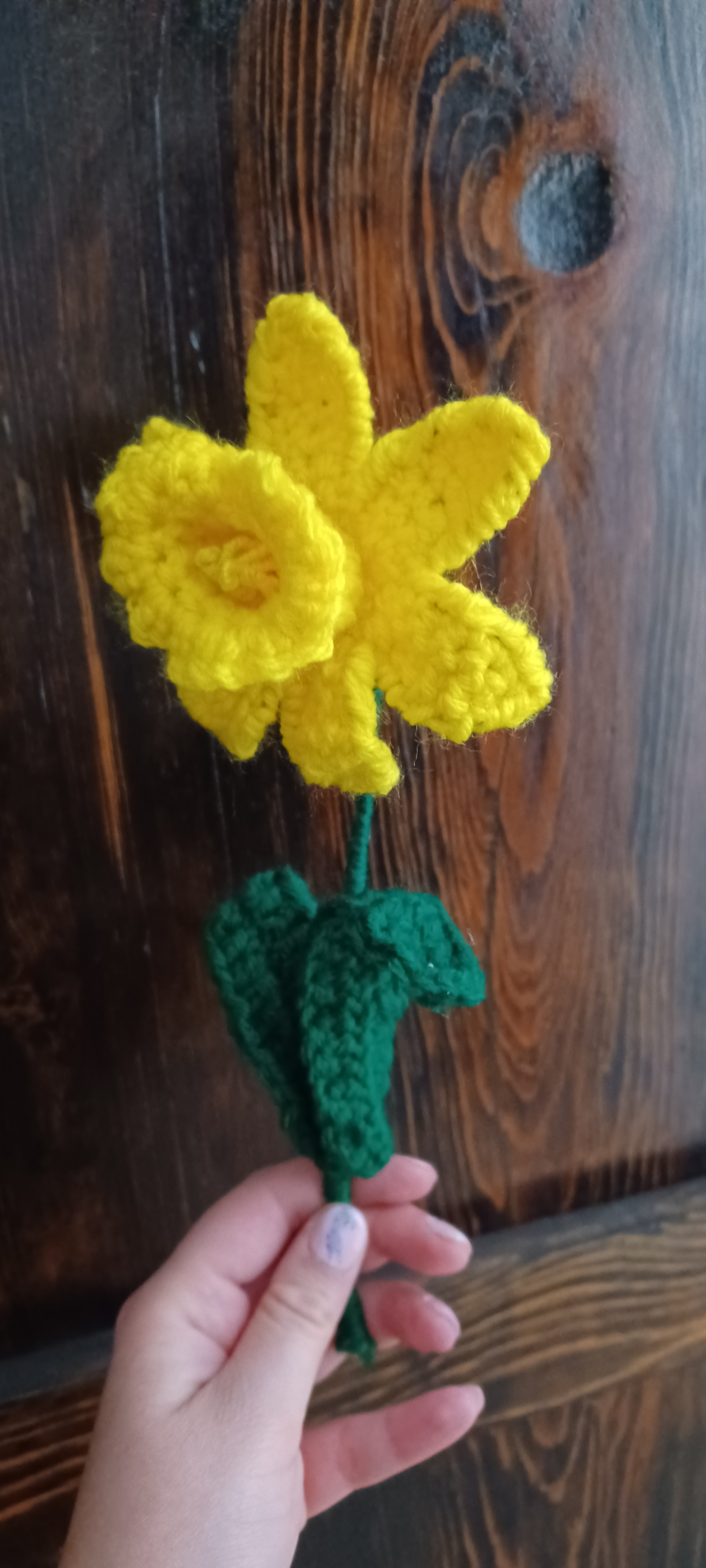 Yellow Daffodil