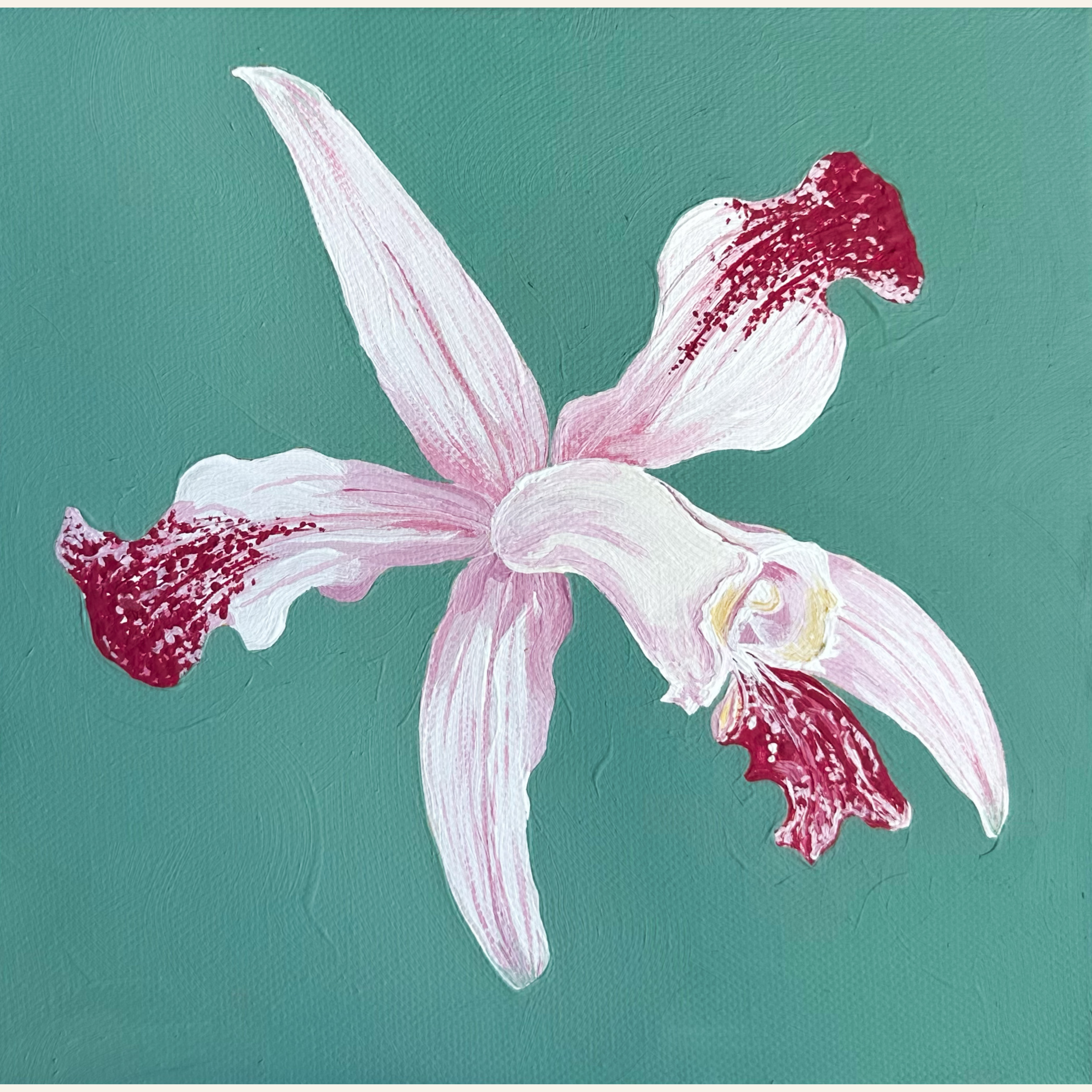 Cattleya Intermedia Orchid