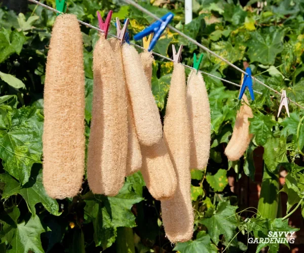loofah drying.webp